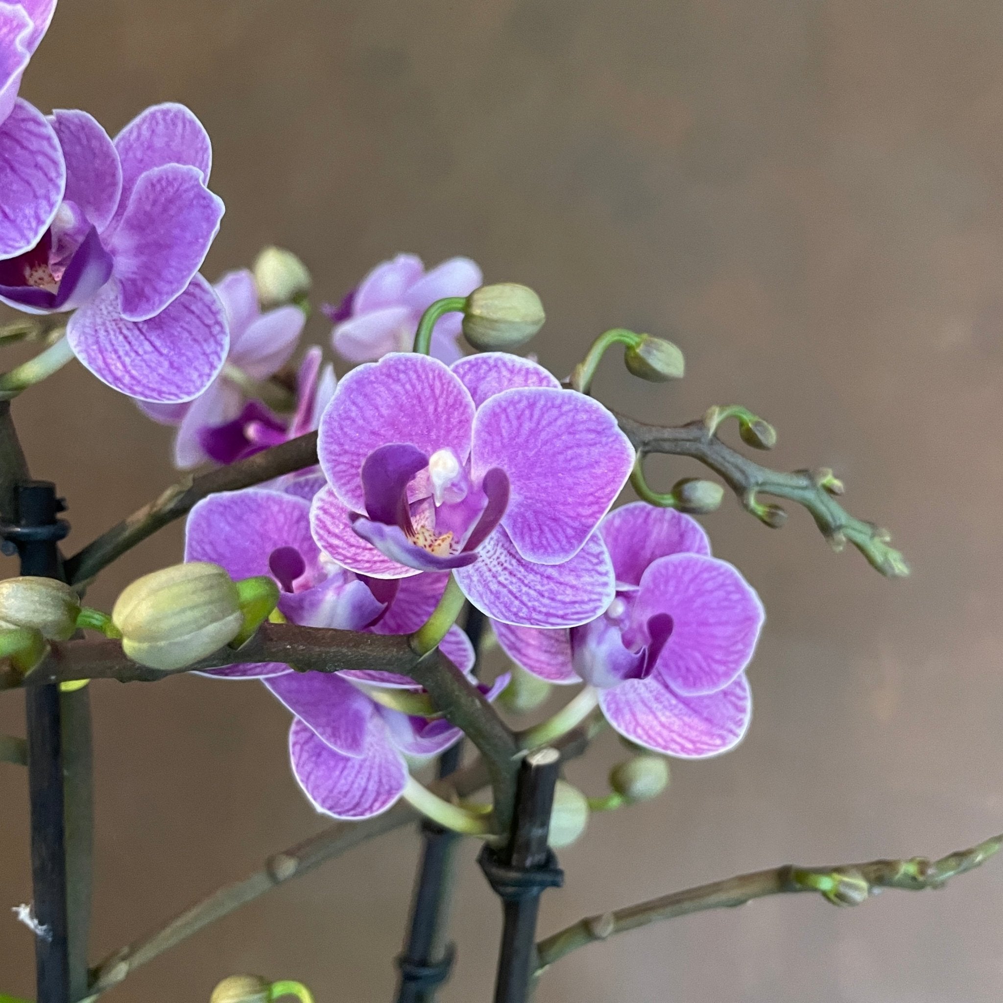 Phalaenopsis 'Violet Queen' - grow urban. UK