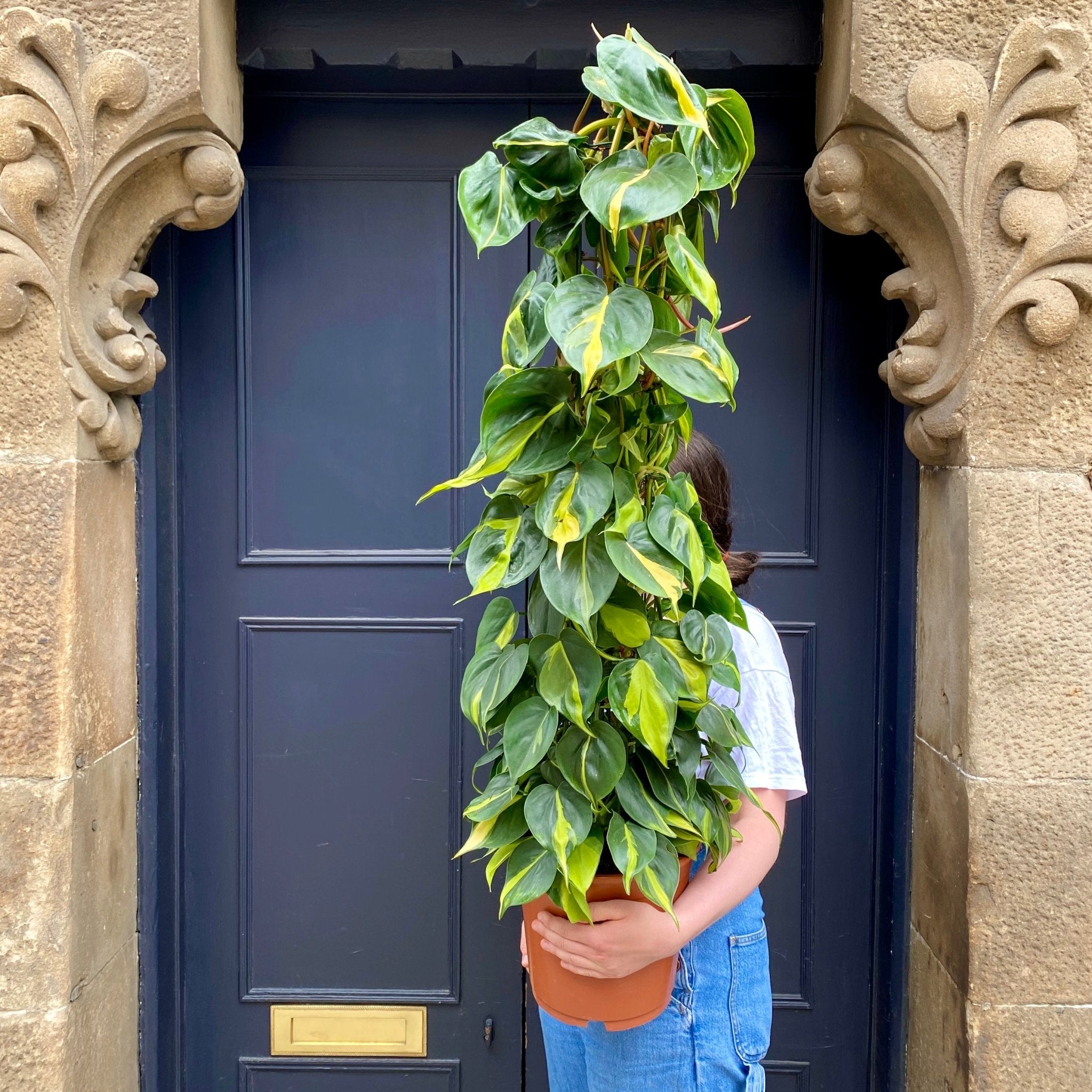 Philodendron ‘Brasil’ (120cm) - grow urban. UK