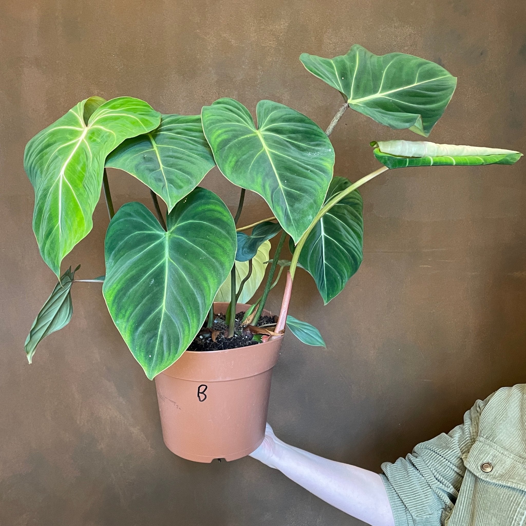 Philodendron gloriosum - grow urban. UK