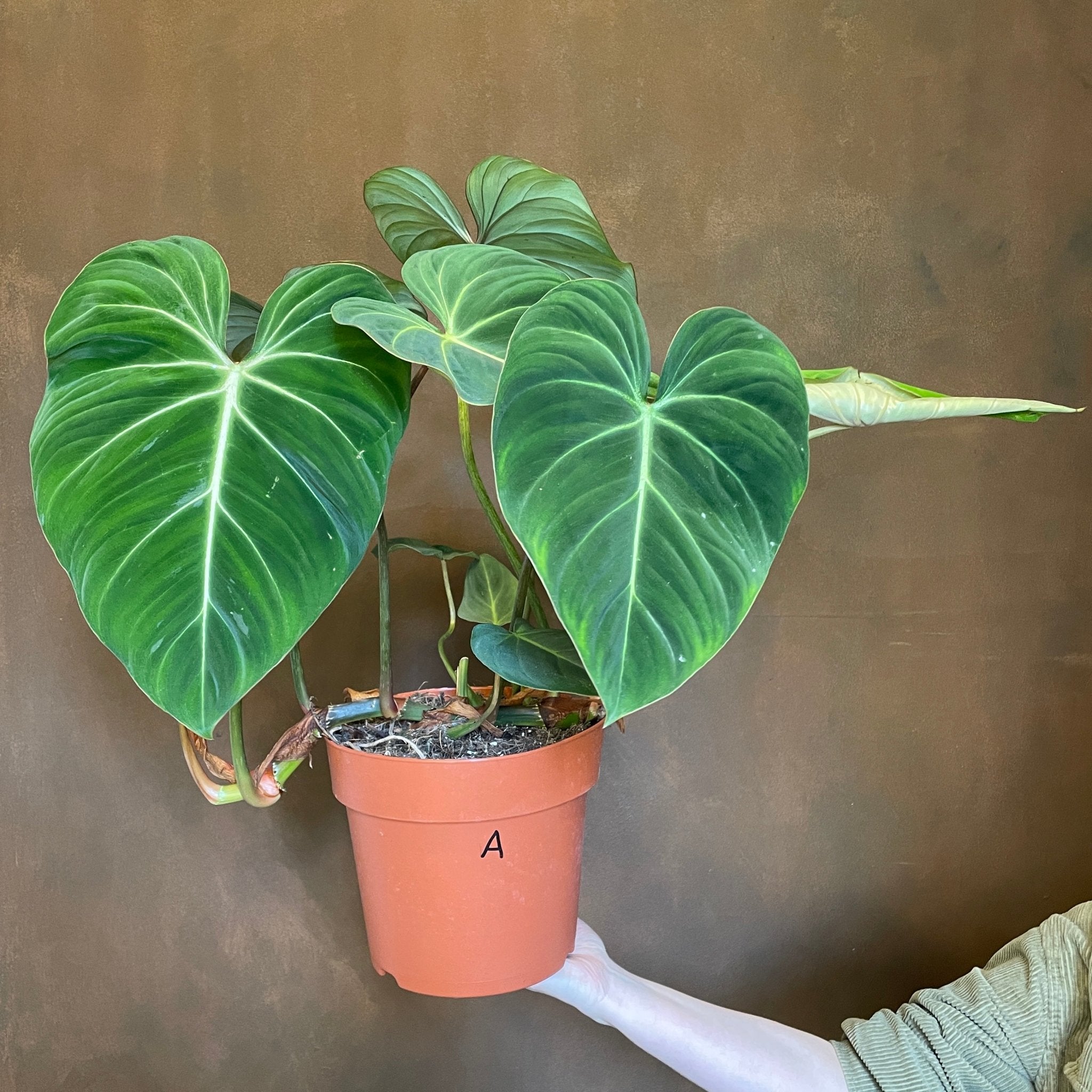 Philodendron gloriosum - grow urban. UK