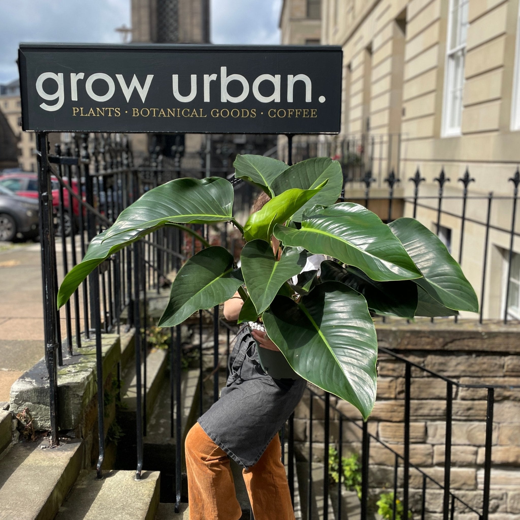 Philodendron ‘Green Beauty’ - grow urban. UK