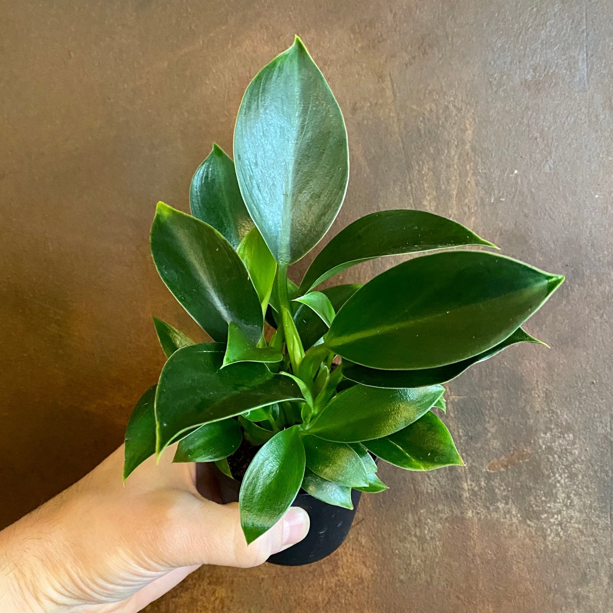 Philodendron ‘Green Princess’ (9cm pot) - grow urban. UK