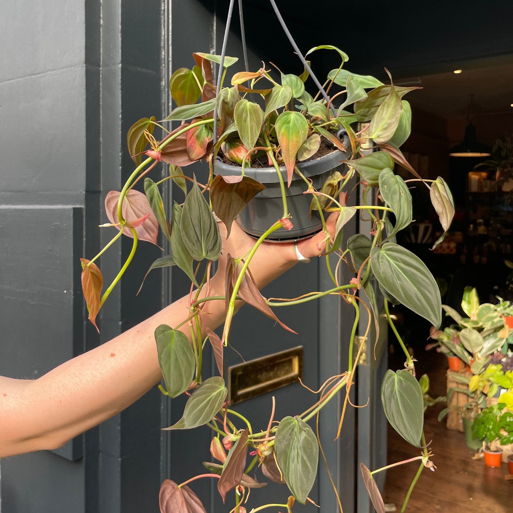 Philodendron hederaceum var. hederaceum (hangpot) - grow urban. UK