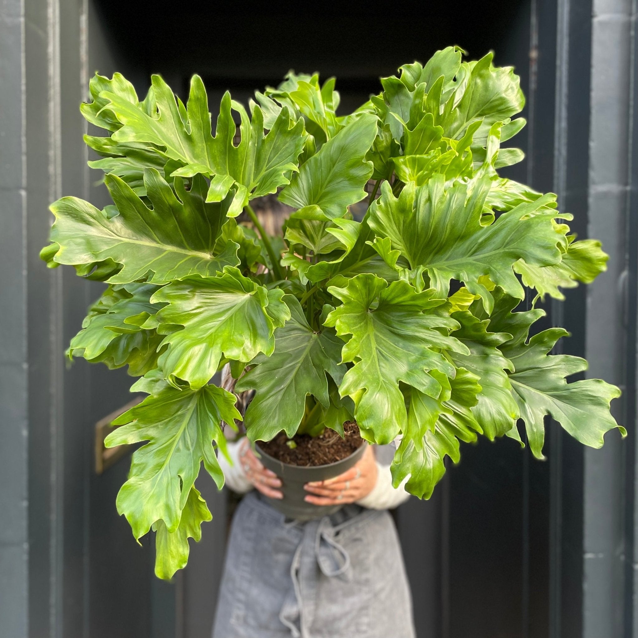 Philodendron ‘Little Hope’ - grow urban. UK