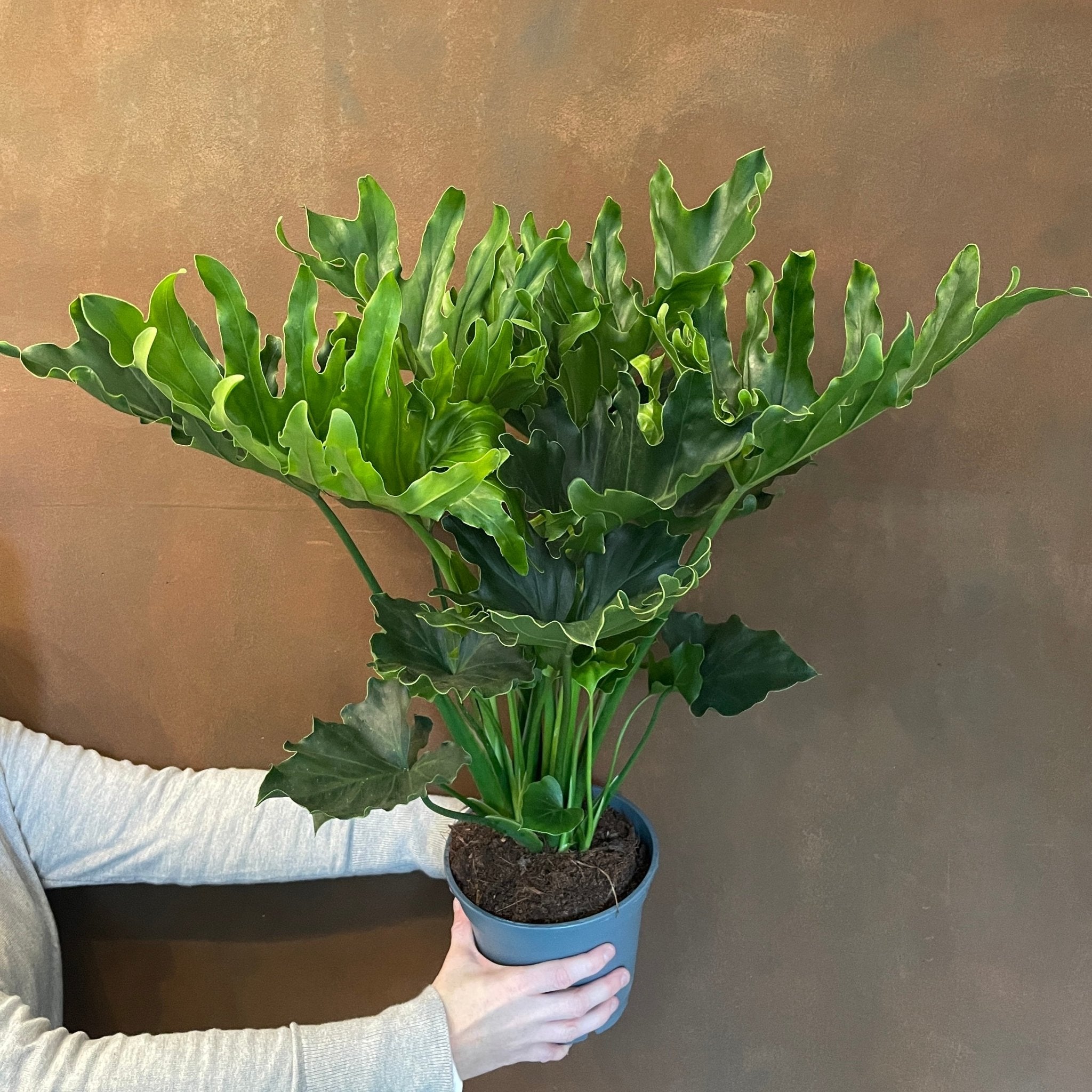 Philodendron ‘Little Hope’ - grow urban. UK