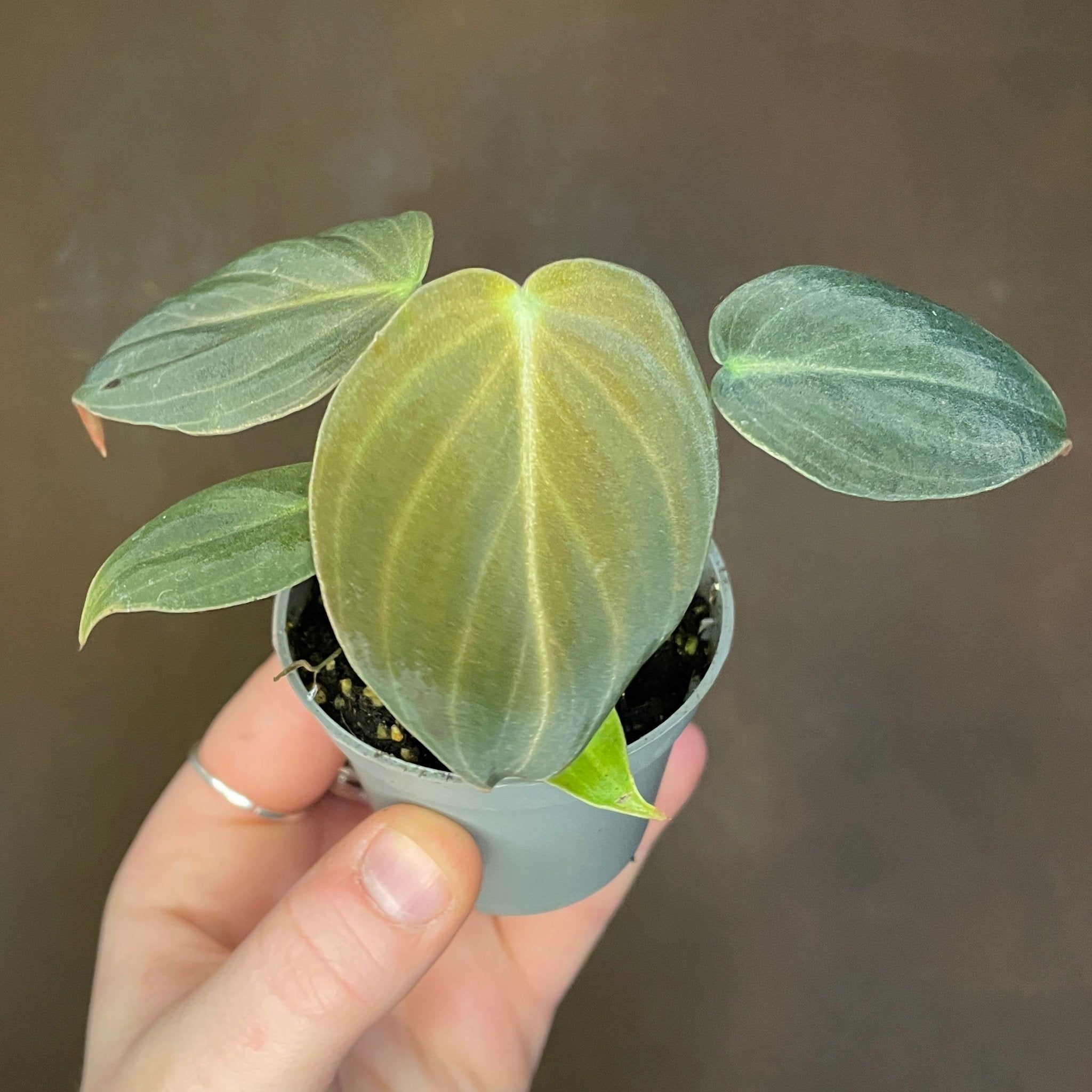 Philodendron melanochrysum (6cm pot) - grow urban. UK