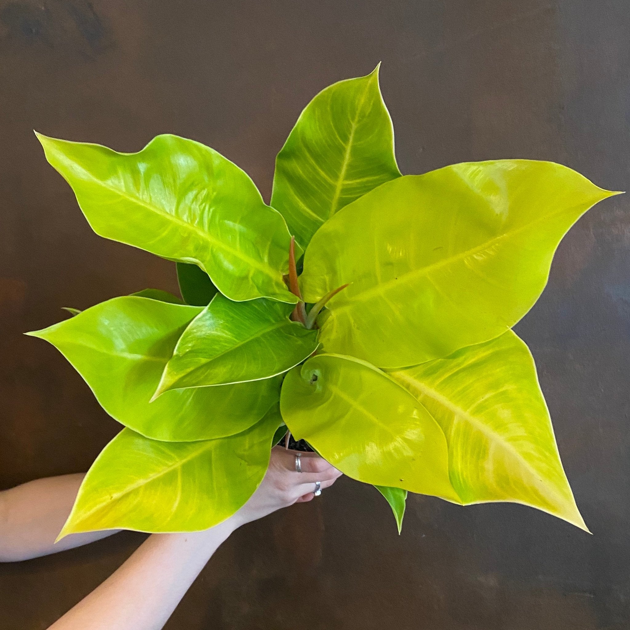 Philodendron ‘Moonlight’ - grow urban. UK