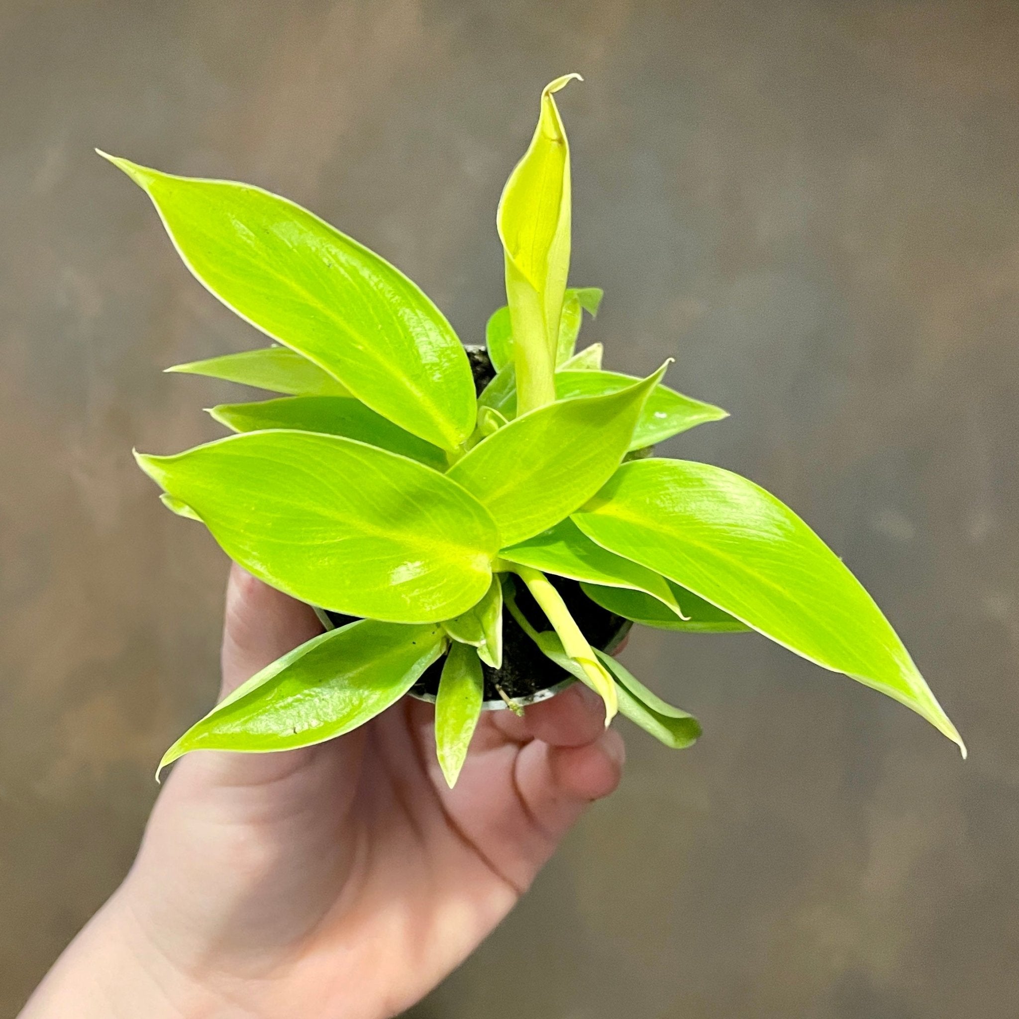 Philodendron ‘Moonshine’ - grow urban. UK