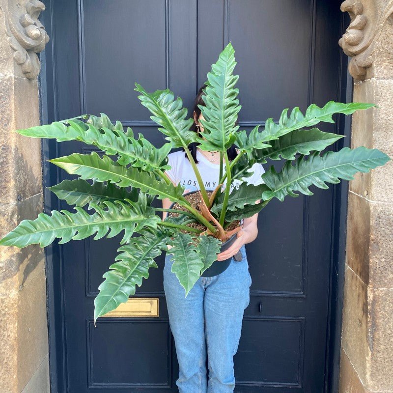 Philodendron 'Narrow' (27cm pot)