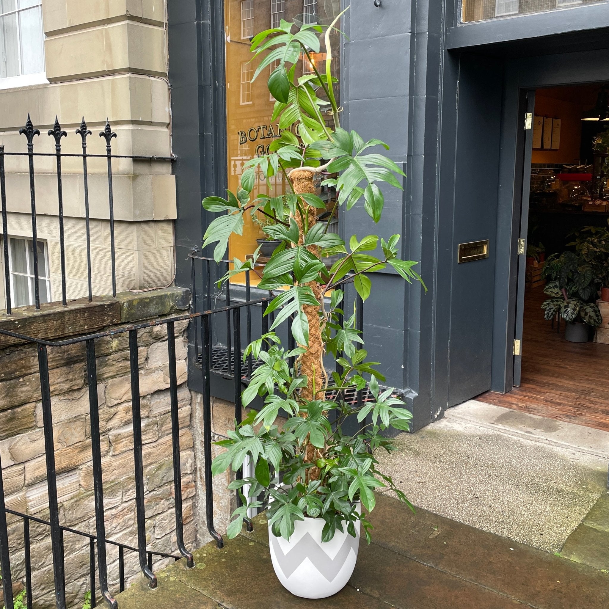 Philodendron pedatum (160cm) - grow urban. UK