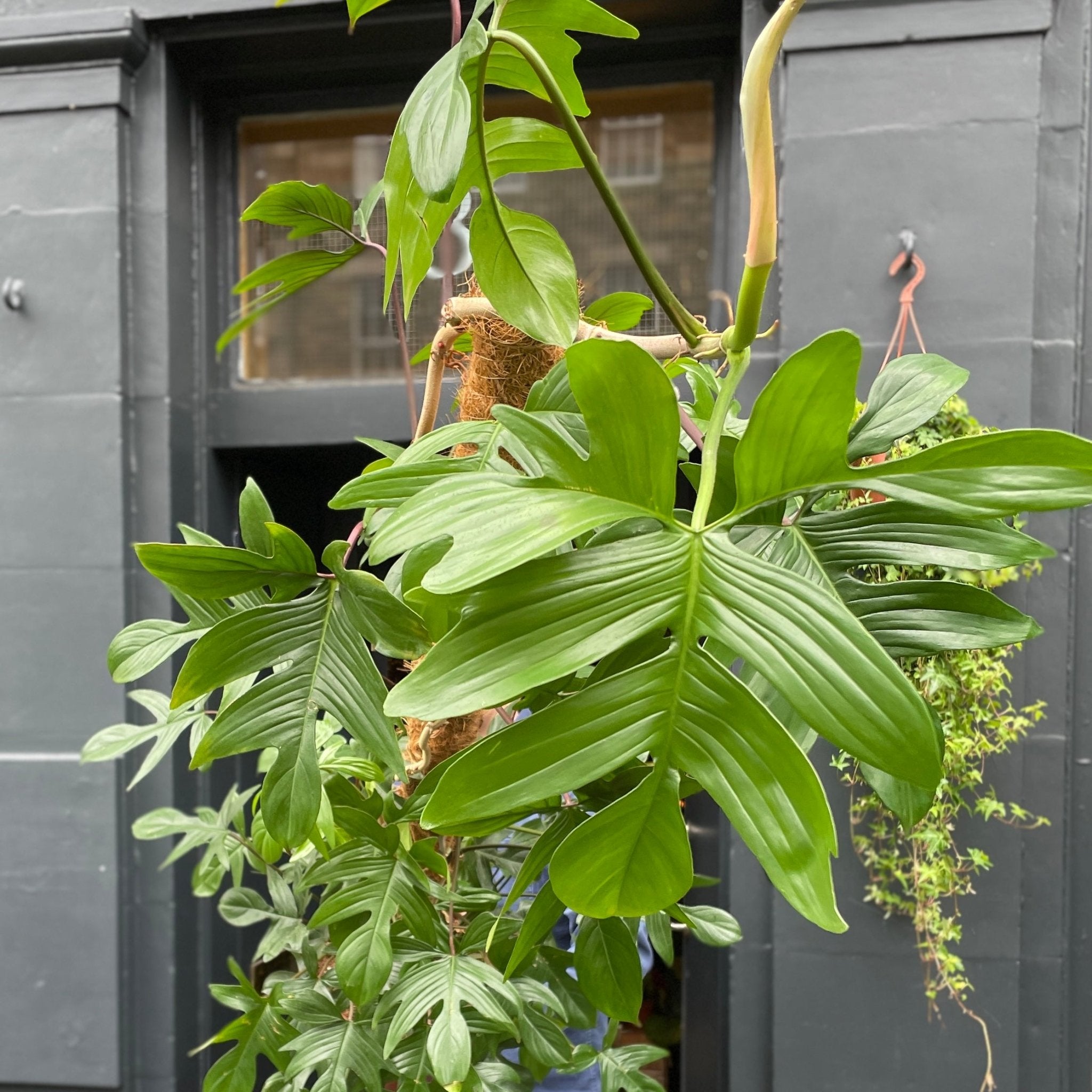 Philodendron pedatum (160cm) - grow urban. UK