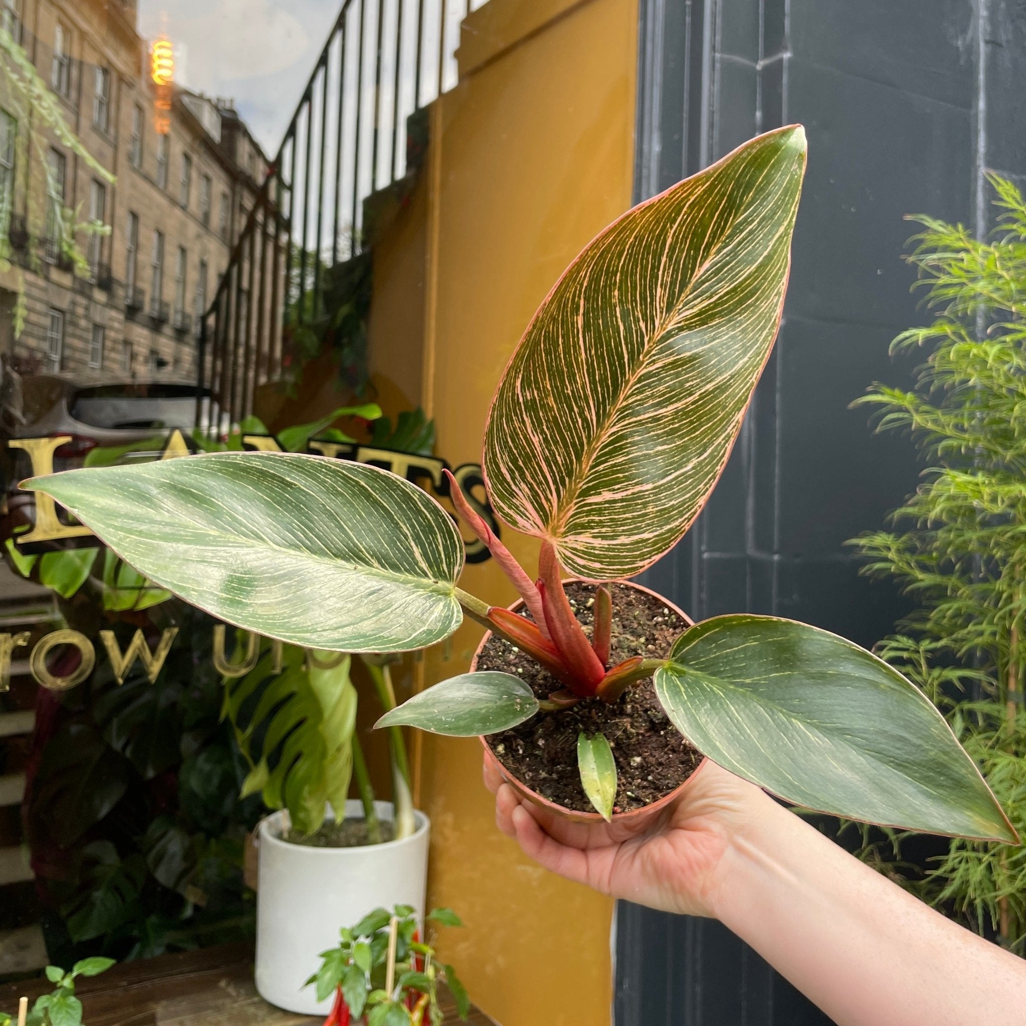 Philodendron ‘Pink Birkin’ - grow urban. UK