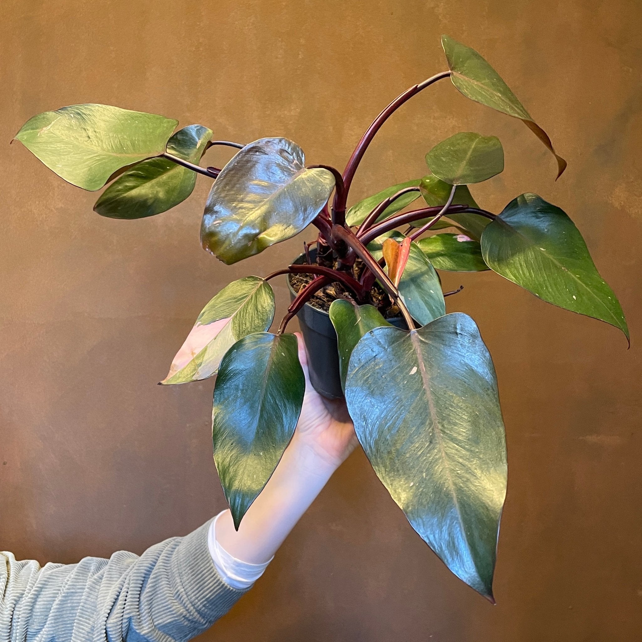 Philodendron ‘Pink Princess’ (15cm pot) - grow urban. UK