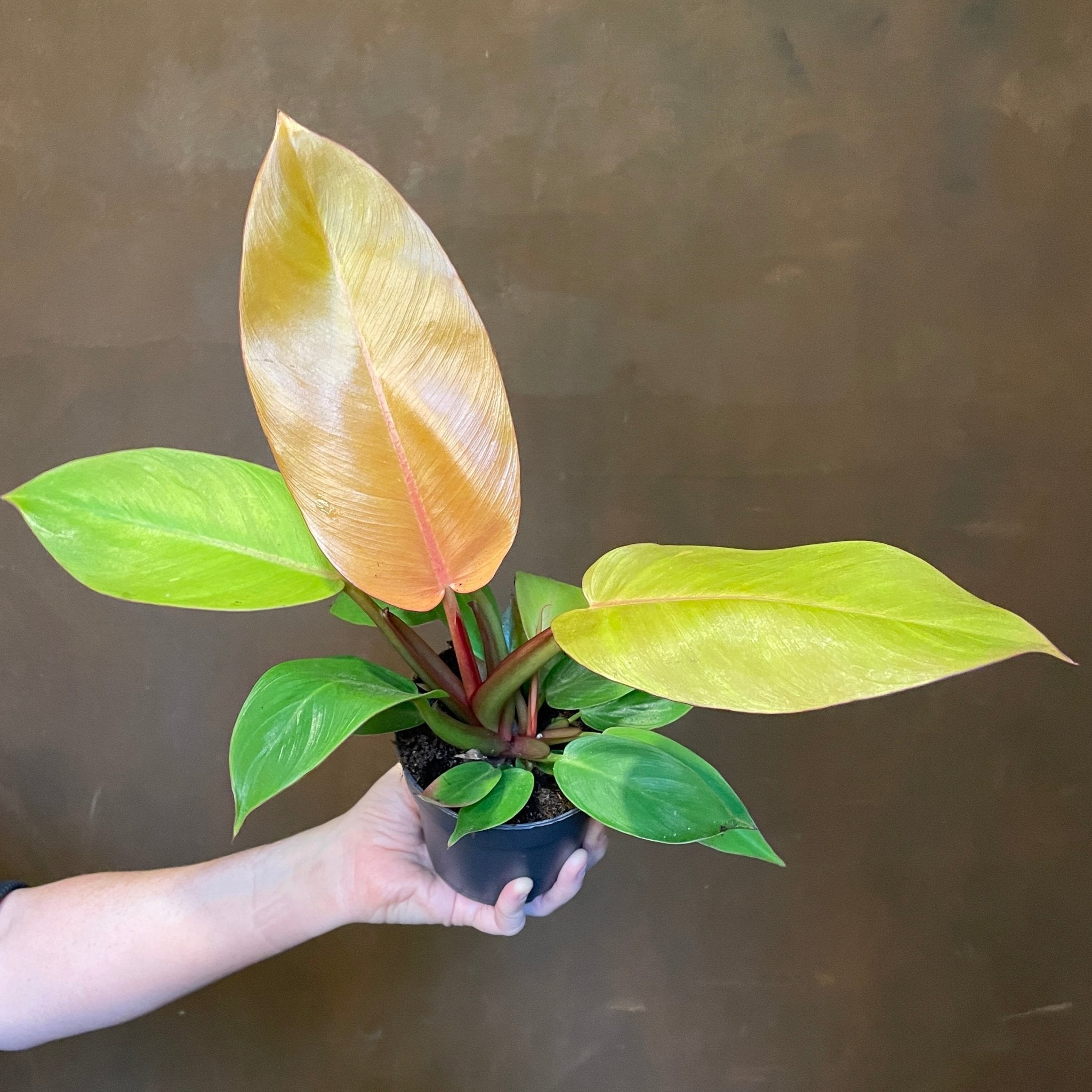 Philodendron ‘Prince of Orange’ (11cm pot) - grow urban. UK