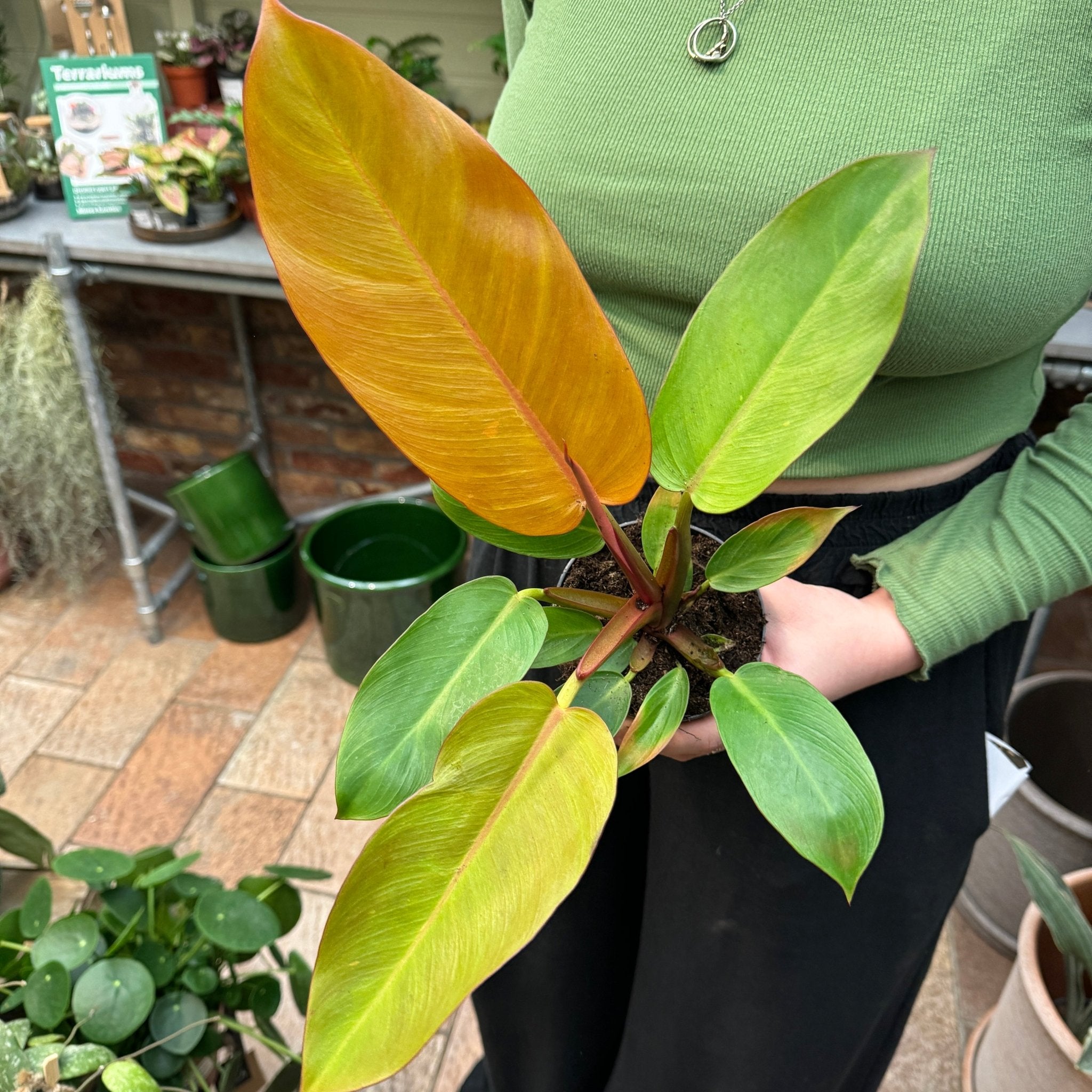 Philodendron ‘Prince of Orange’ (11cm pot) - grow urban. UK