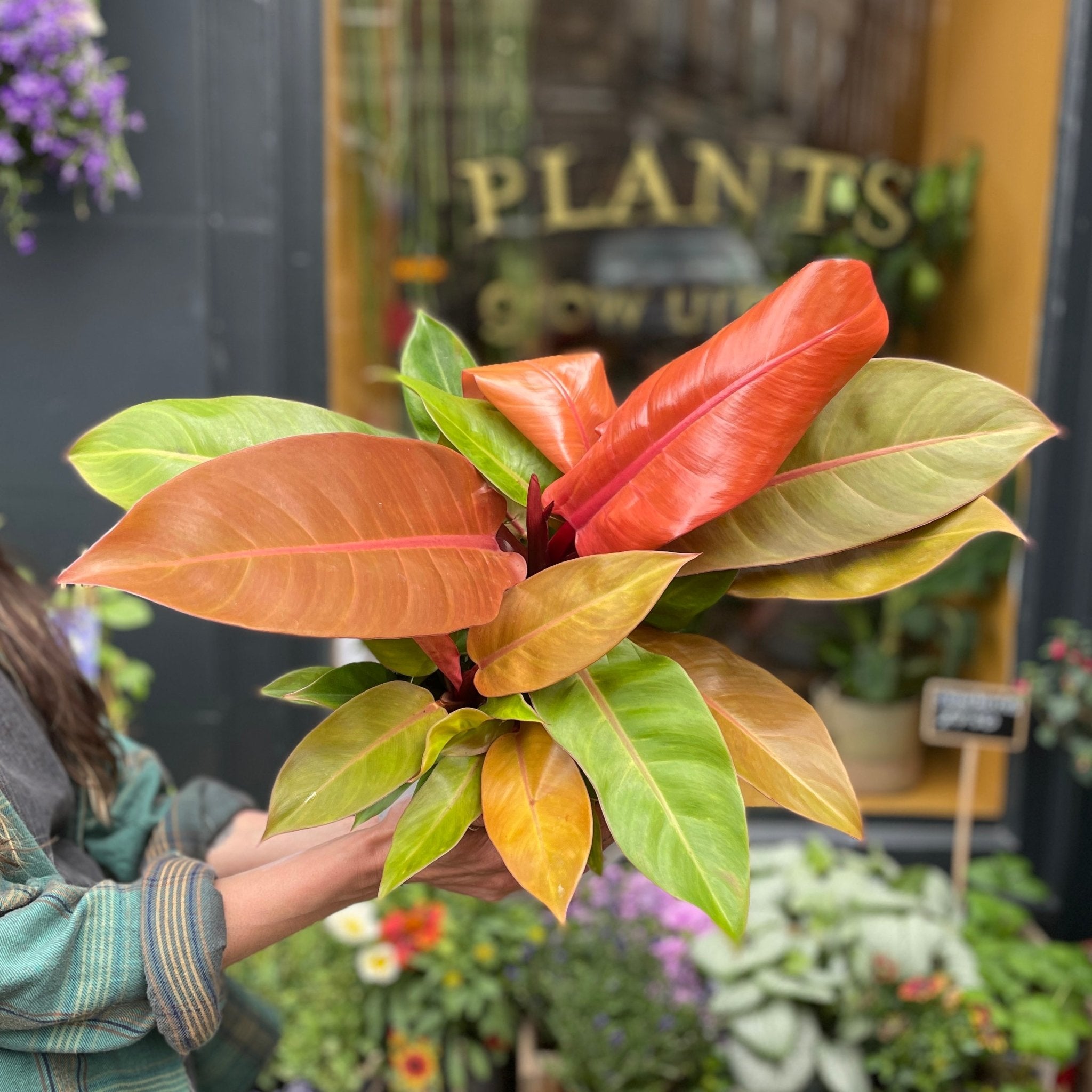 Philodendron ‘Prince of Orange’ (19cm pot) - grow urban. UK