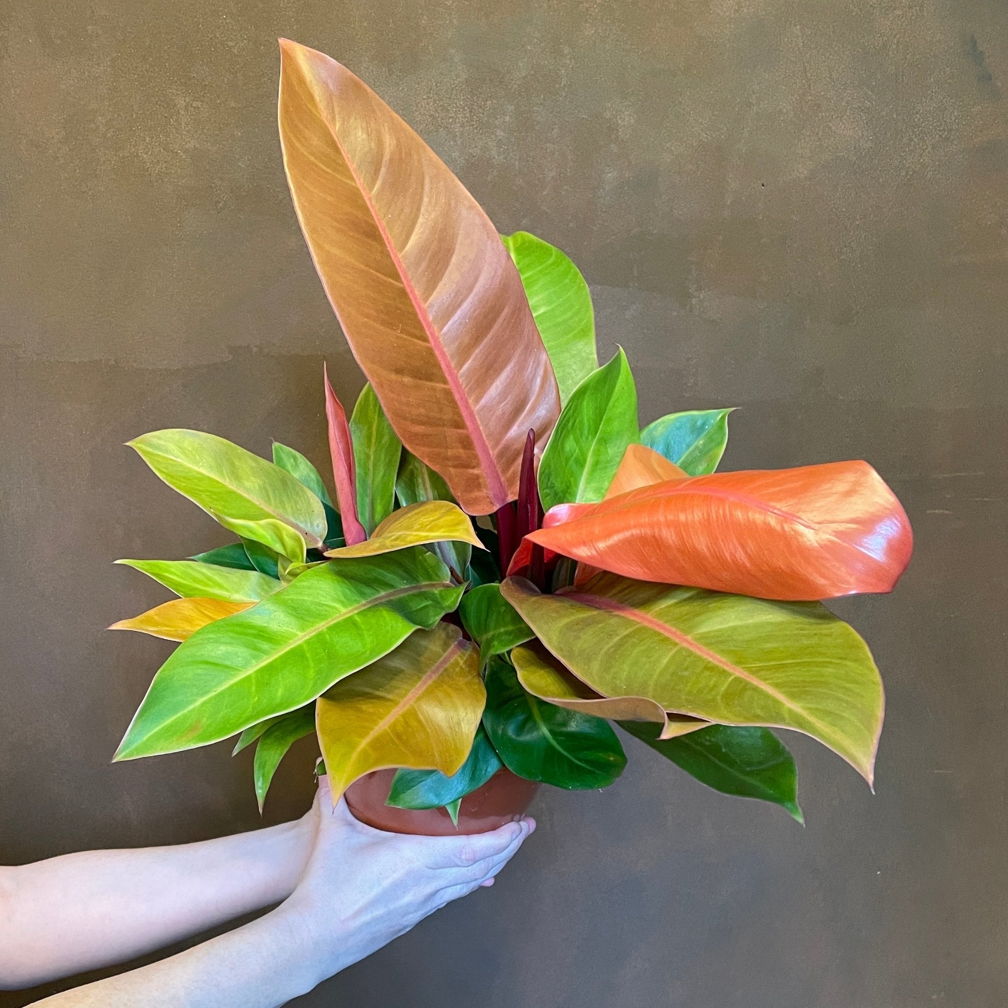 Philodendron ‘Prince of Orange’ (19cm pot) - grow urban. UK