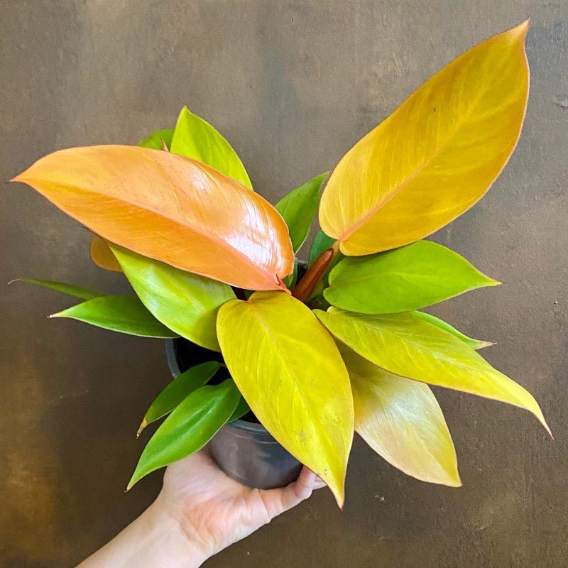 Philodendron ‘Prince of Orange’ - grow urban. UK