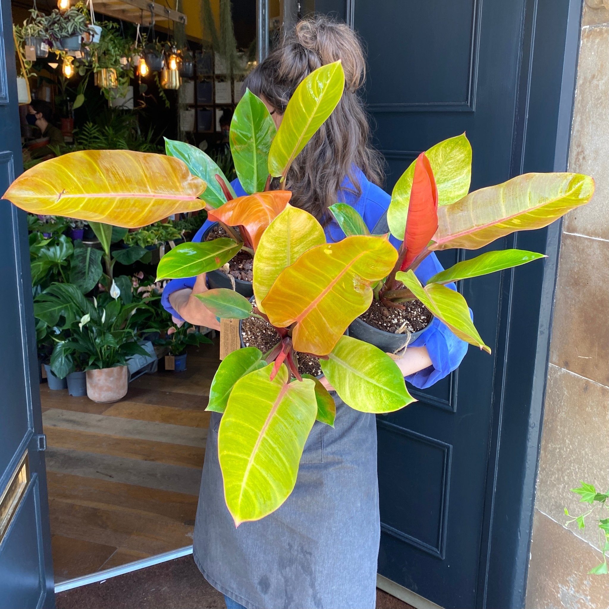 Philodendron ‘Prince of Orange’ - grow urban. UK