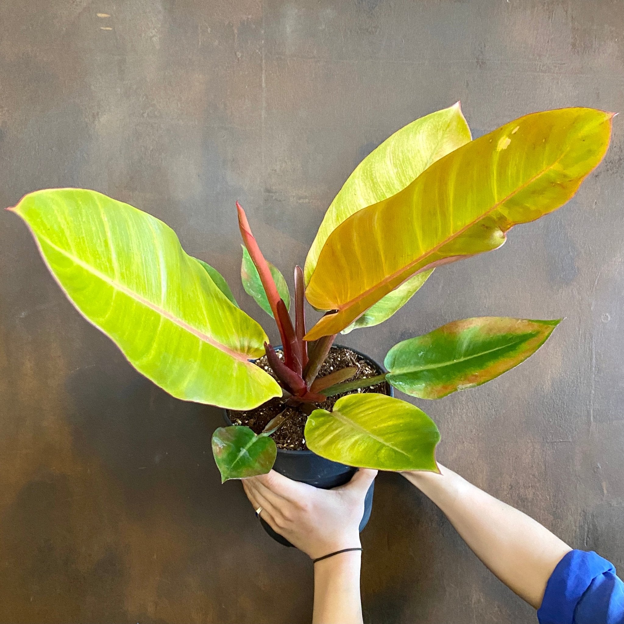 Philodendron ‘Prince of Orange’ - grow urban. UK