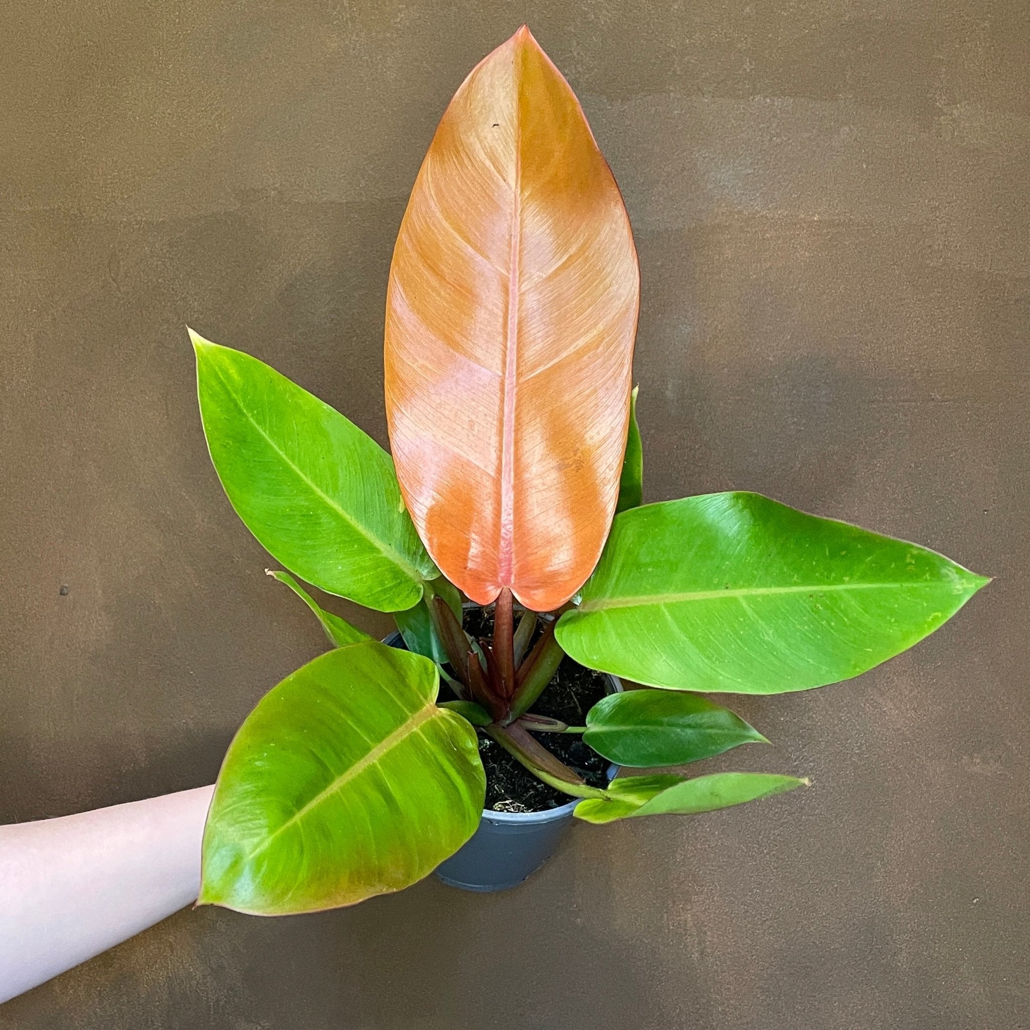 Philodendron ‘Prince of Orange’ - grow urban. UK