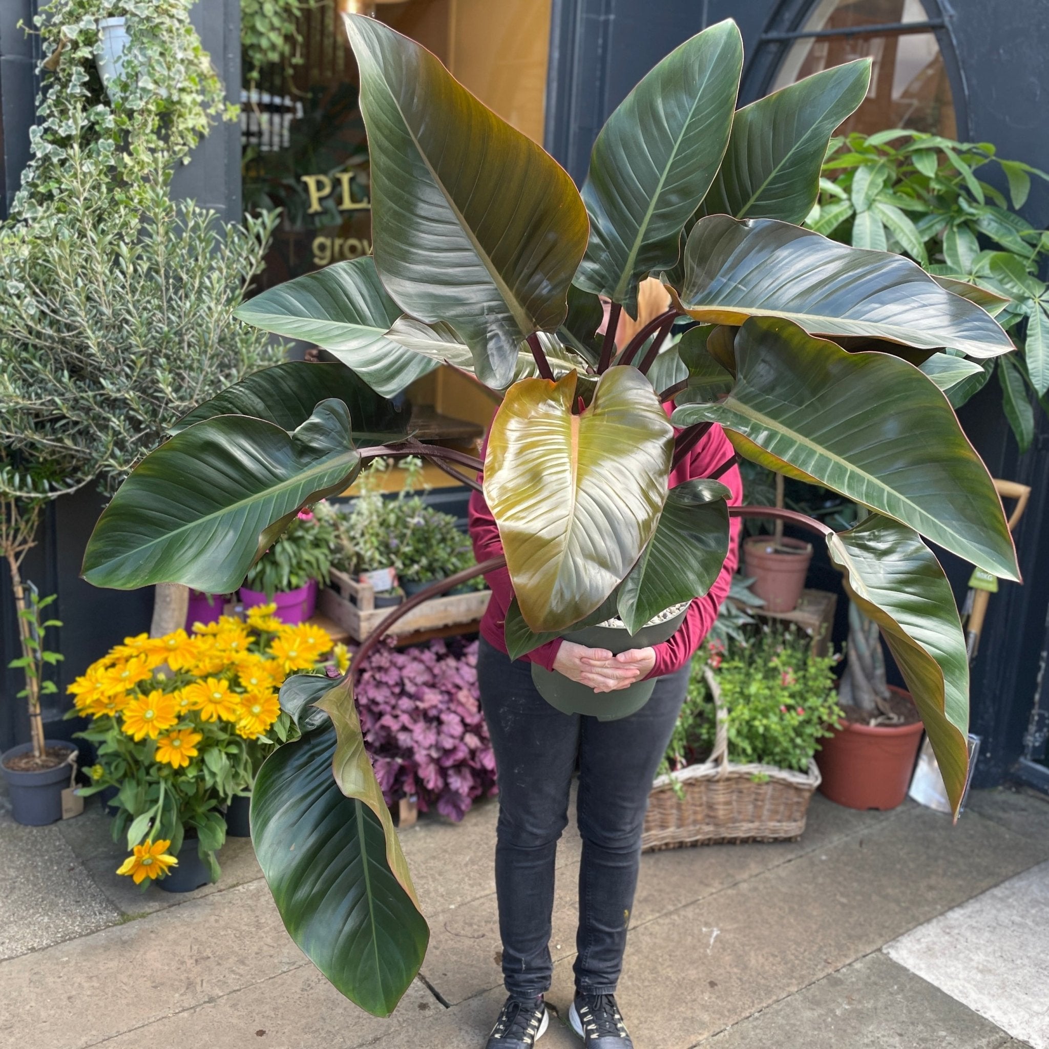 Philodendron ‘Red Beauty’ XL - grow urban. UK