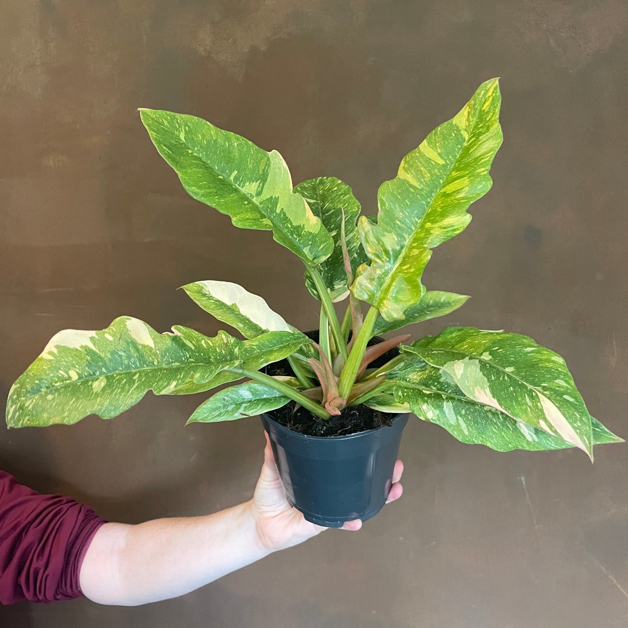 Philodendron 'Ring of Fire' - grow urban. UK