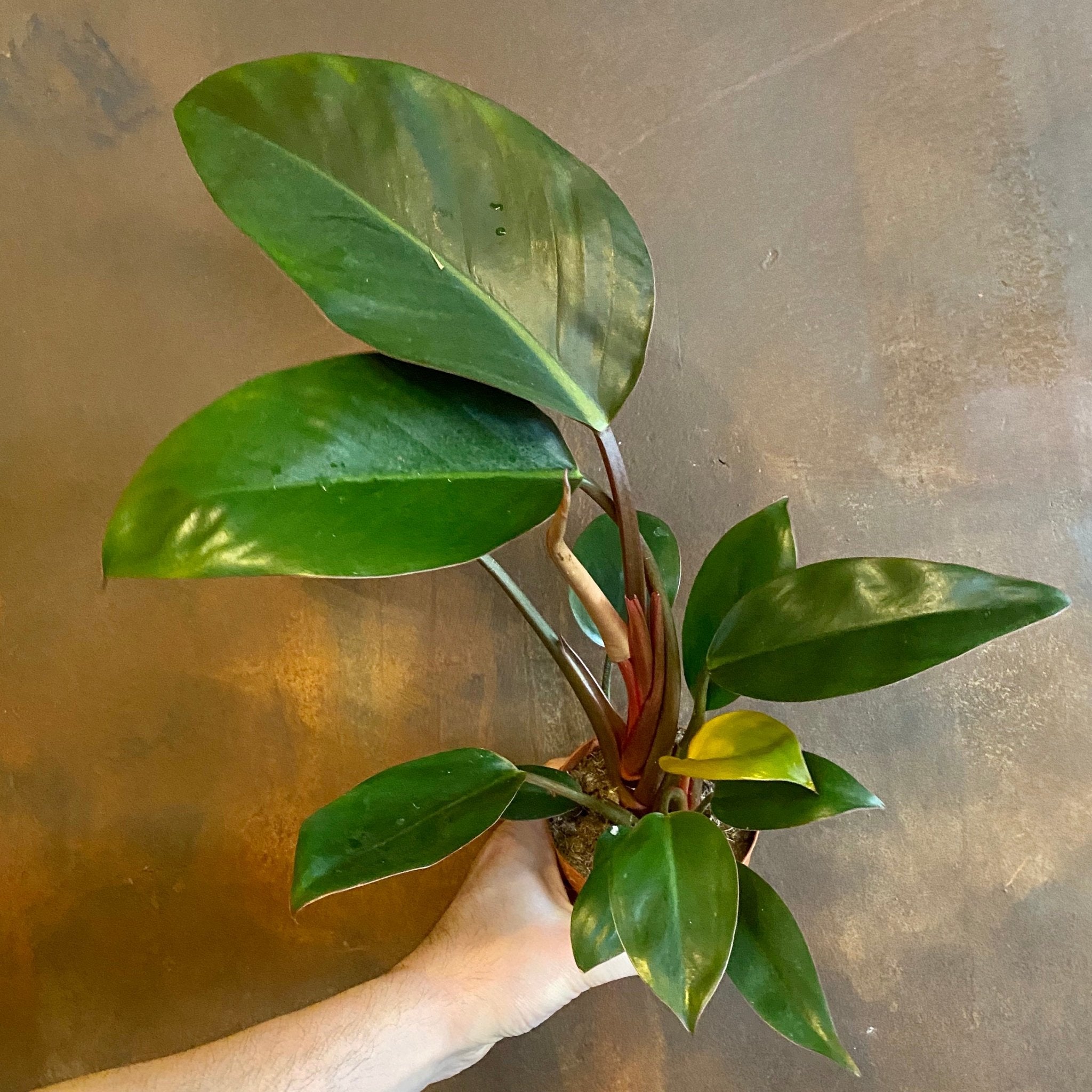 Philodendron ‘Rojo Congo’ - grow urban. UK