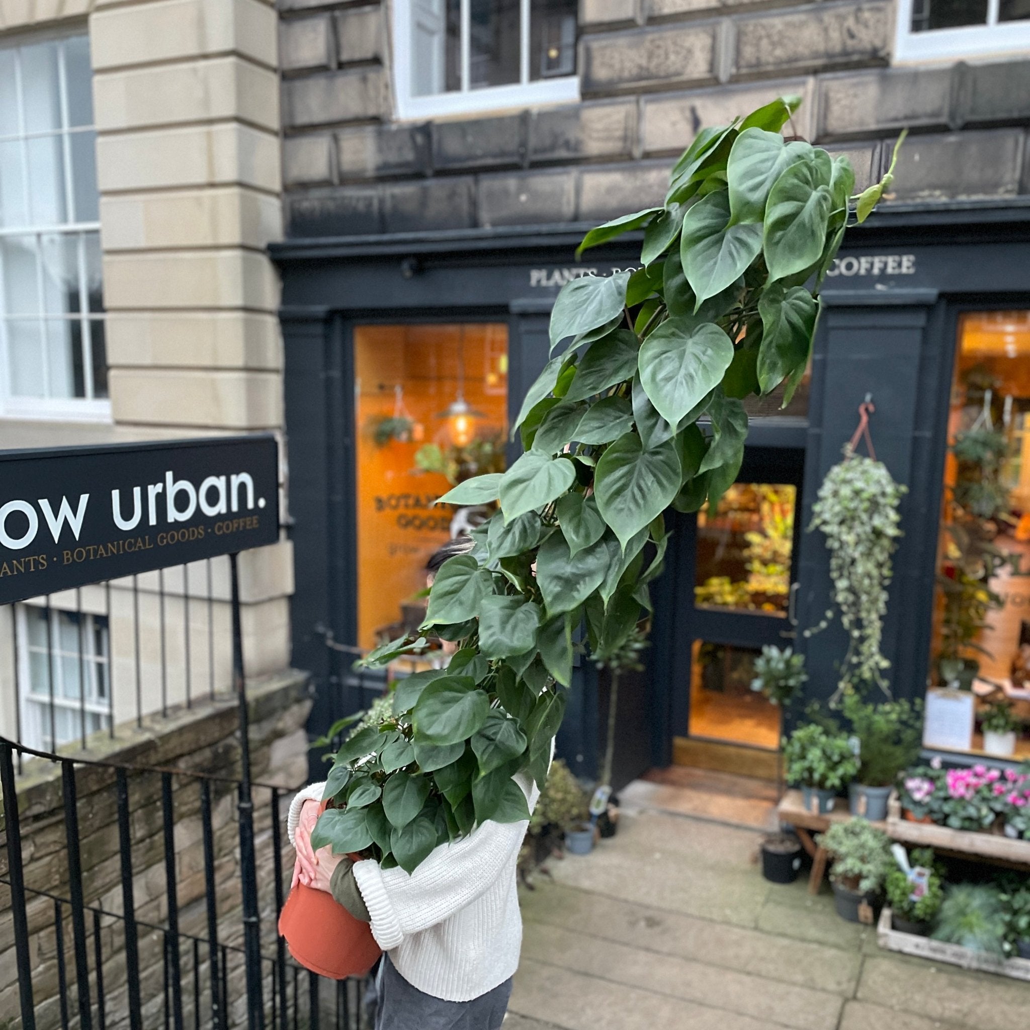 Philodendron scandens (160cm) - grow urban. UK