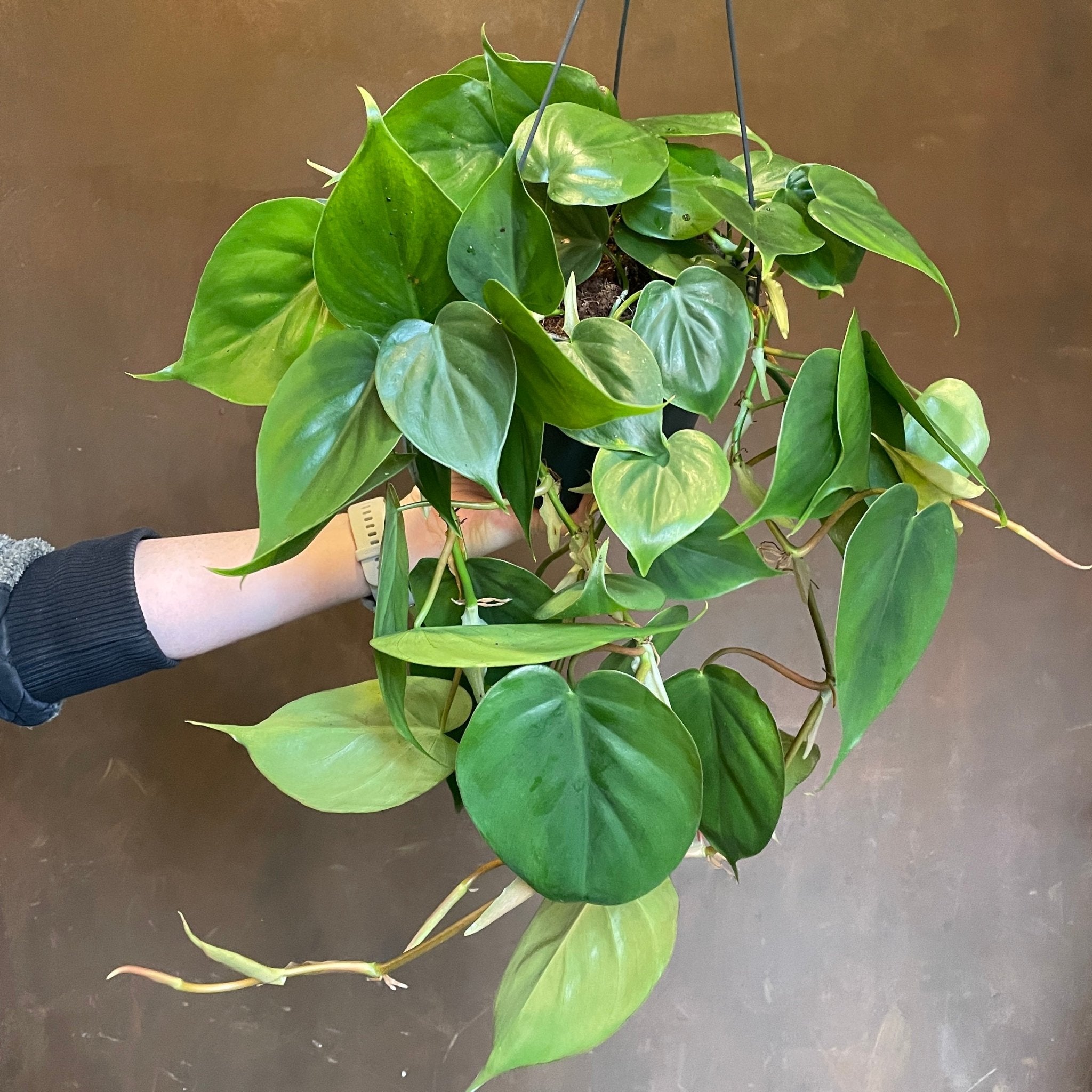 Philodendron scandens (17cm hangpot) - grow urban. UK