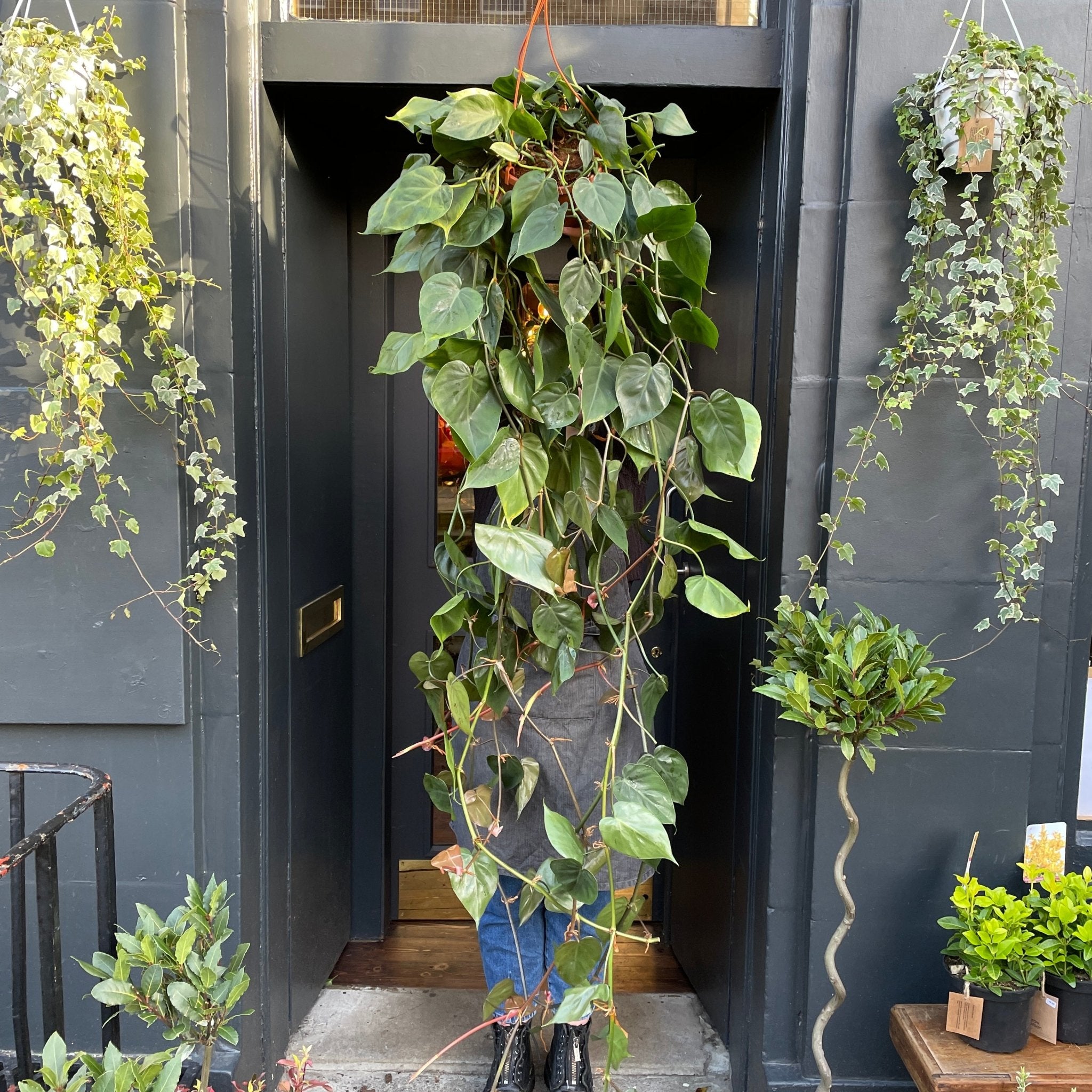 Philodendron scandens (20cm hangpot) - grow urban. UK