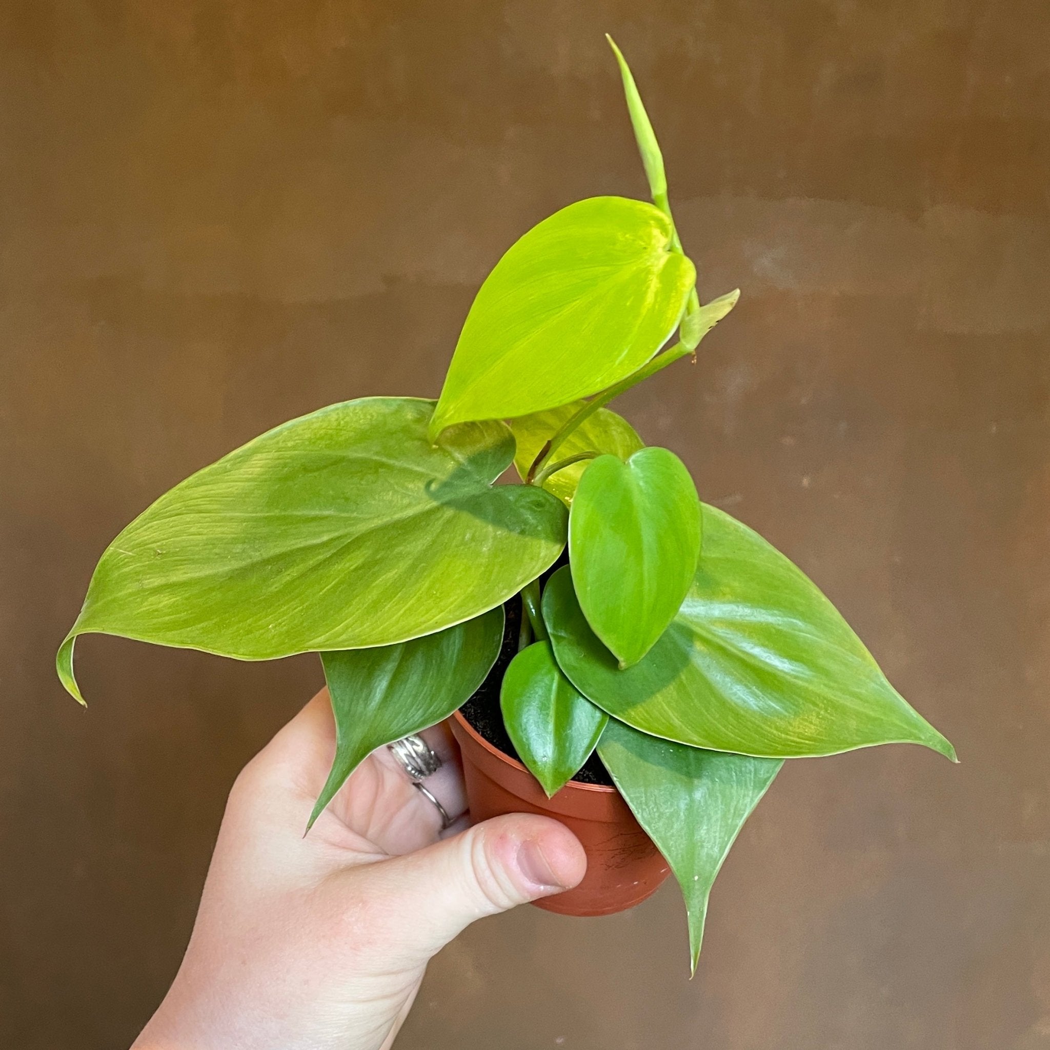 Philodendron scandens (9cm pot) - grow urban. UK