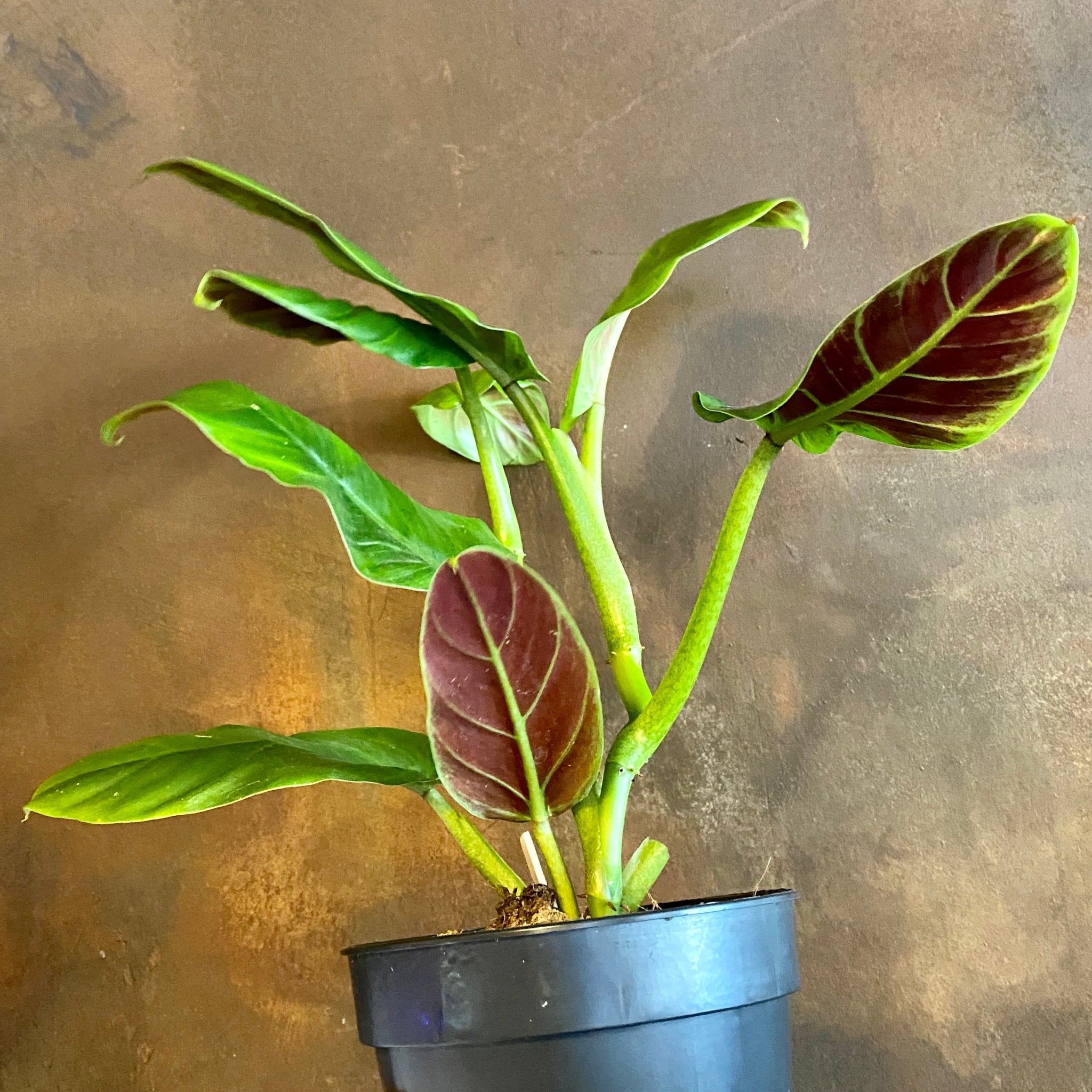 Philodendron subhastatum - grow urban. UK