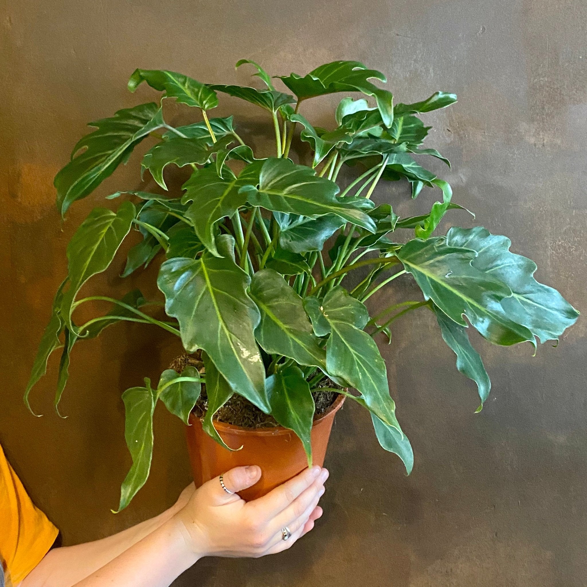 Philodendron 'Xanadu' (17cm pot) - grow urban. UK