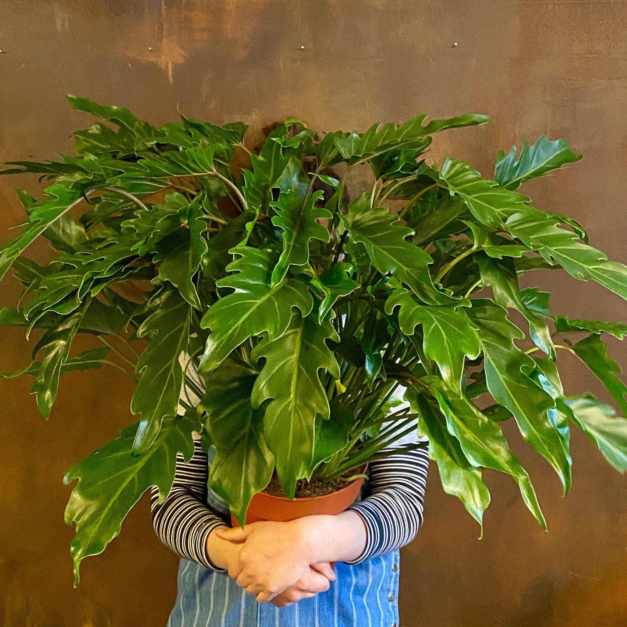 Philodendron ‘Xanadu’ (21cm pot) - grow urban. UK