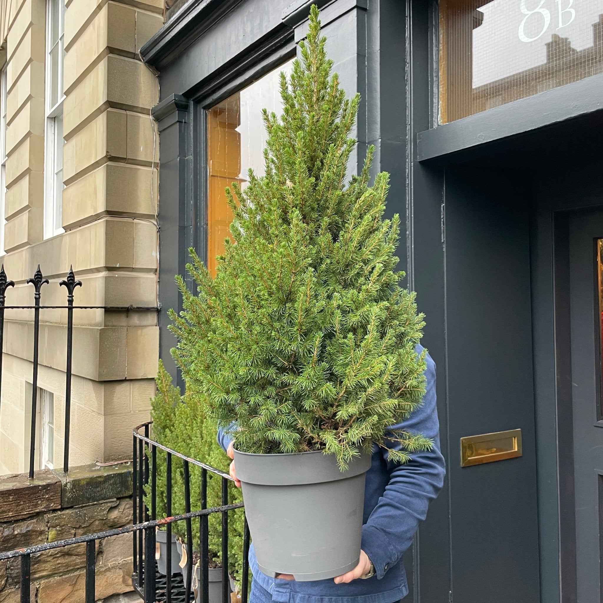 Picea glauca 'Conica' (110cm) - grow urban. UK