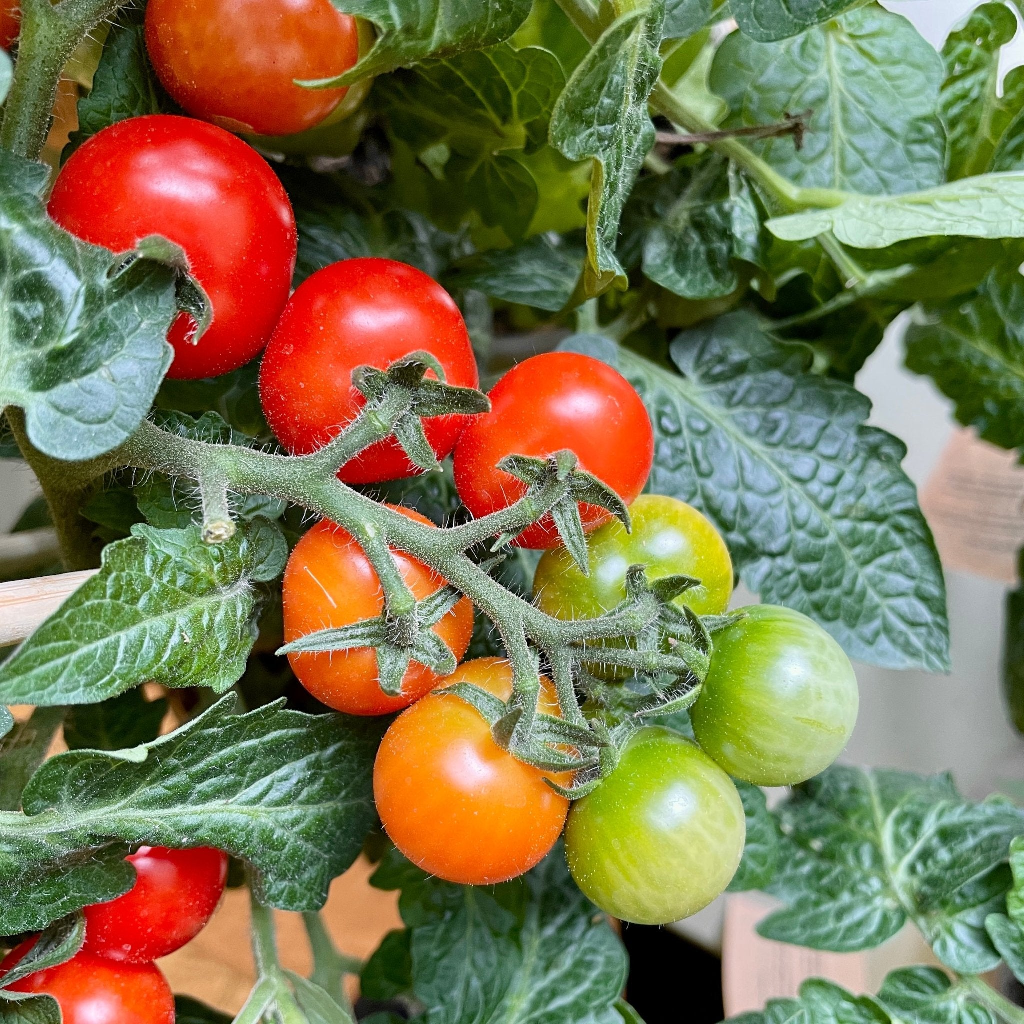 Pick&Joy® Cherry Tomato - grow urban. UK