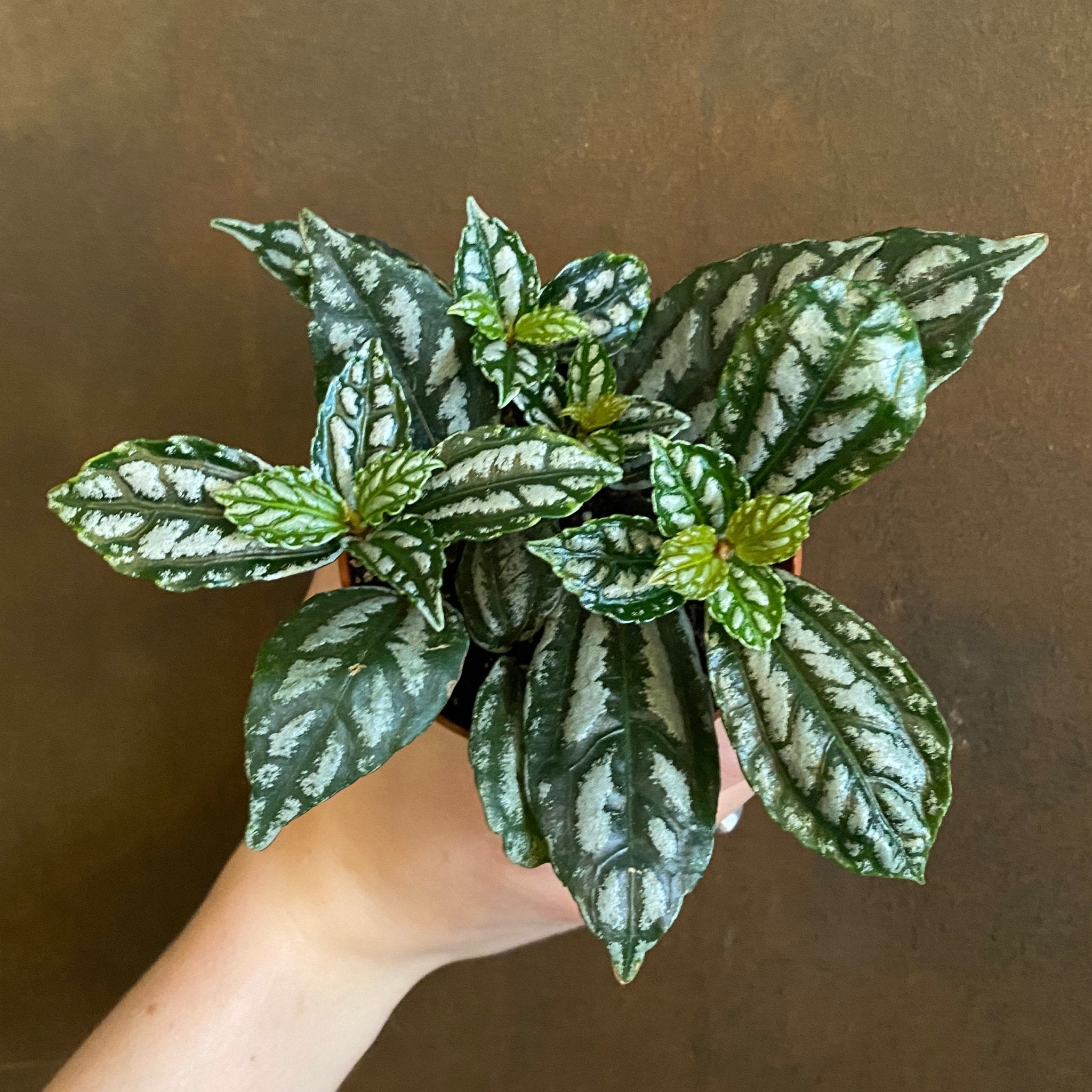 Pilea cadierei - grow urban. UK