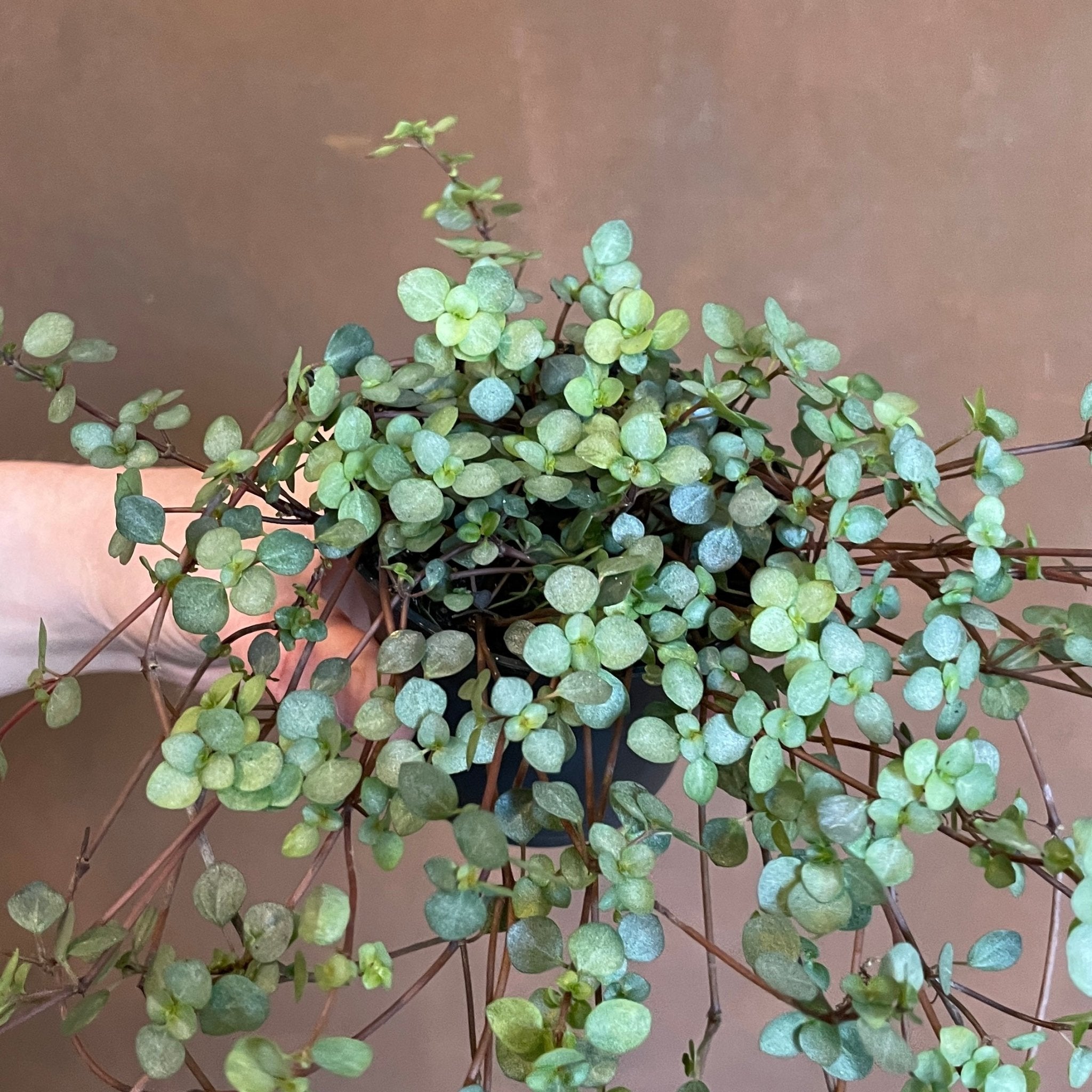Pilea glaucophylla - grow urban. UK