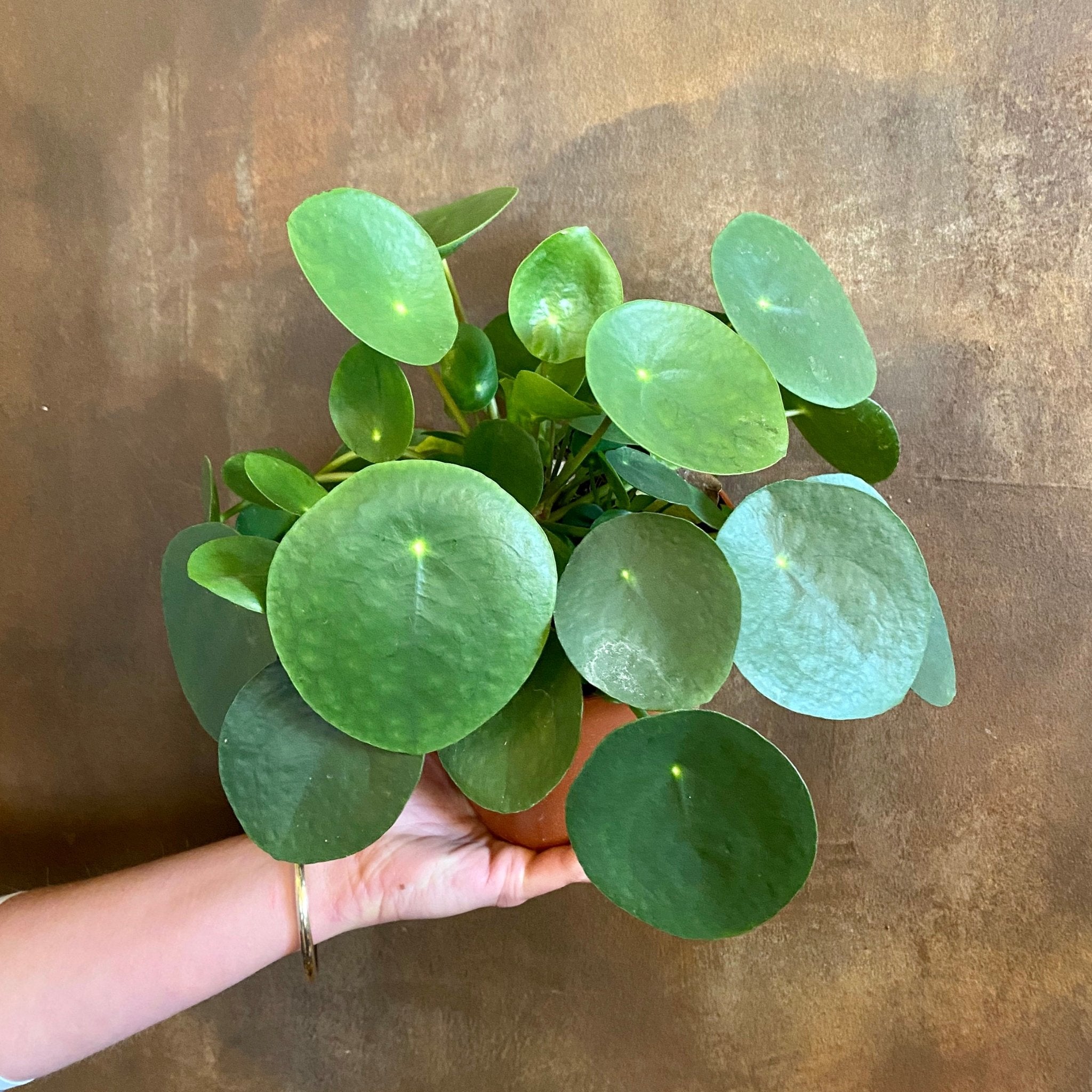 Pilea peperomioides (15cm pot) - grow urban. UK