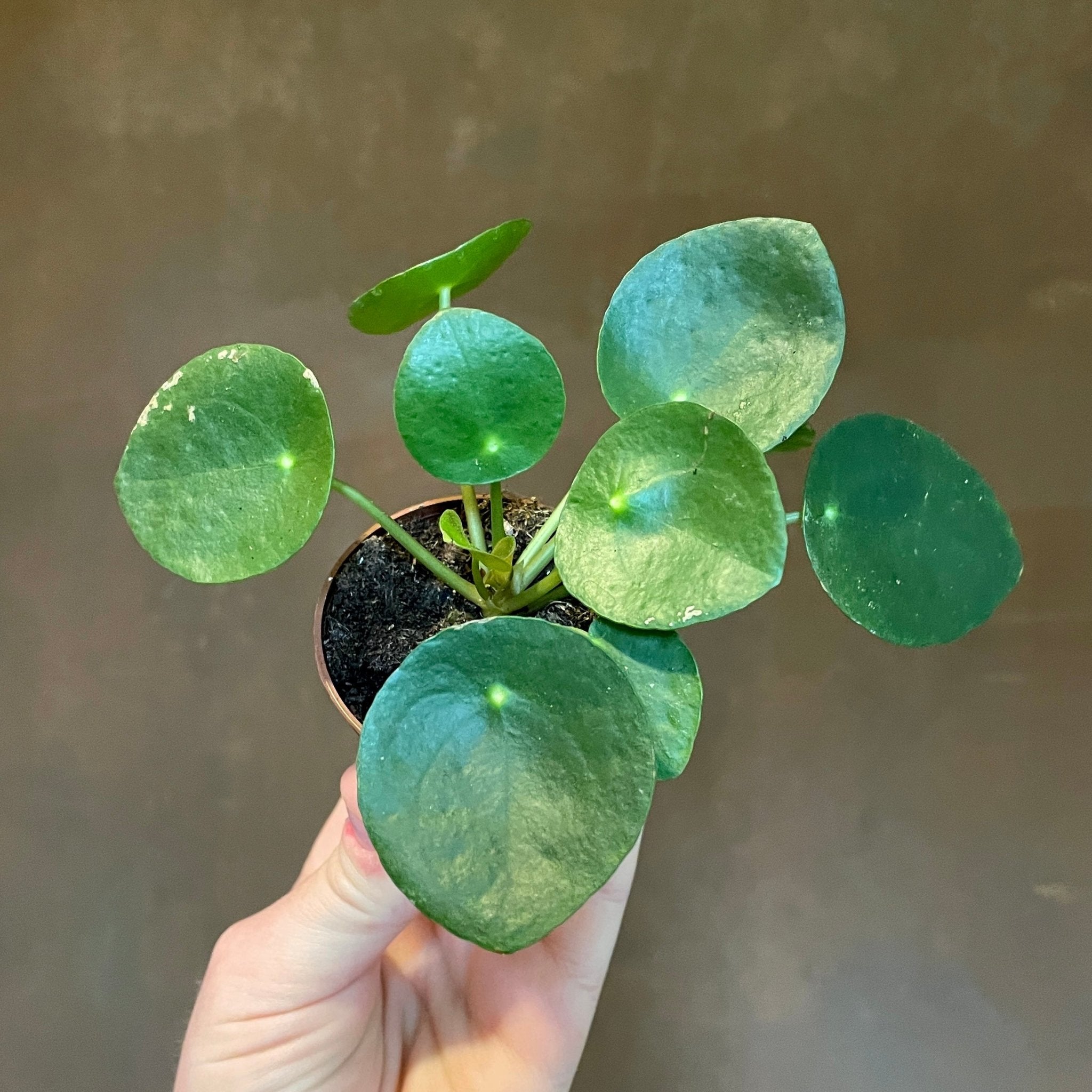 Pilea peperomioides (6cm pot) - grow urban. UK