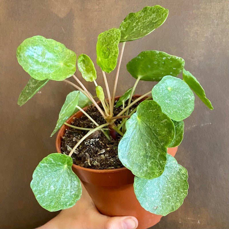 Pilea peperomioides 'Sugar' (13cm pot) - grow urban. UK