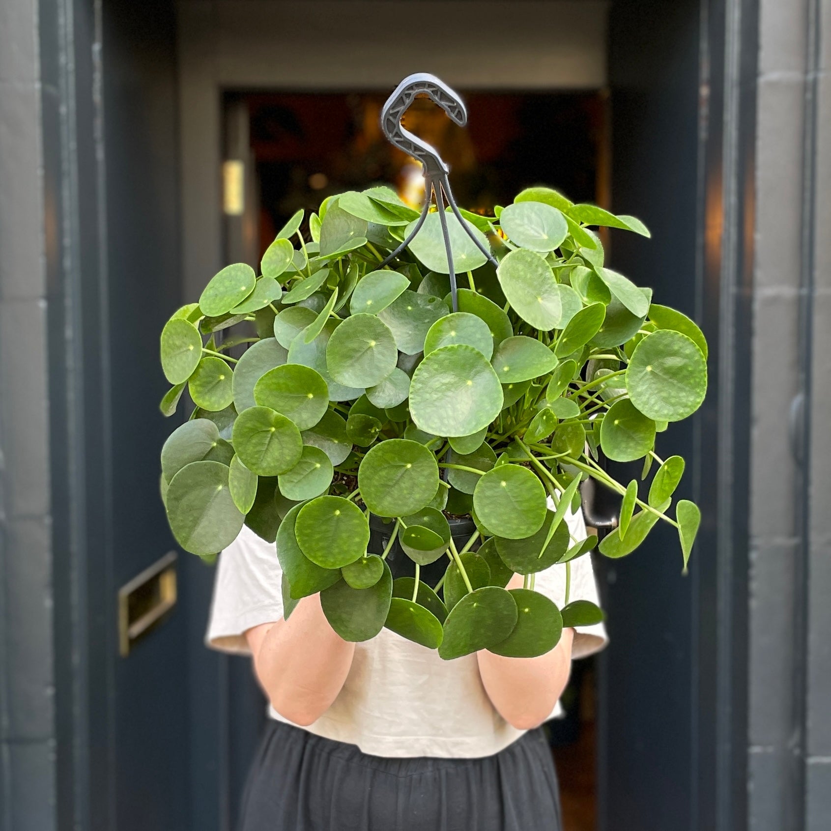 Pilea peperomioides (XL hangpot) | grow urban. Edinburgh