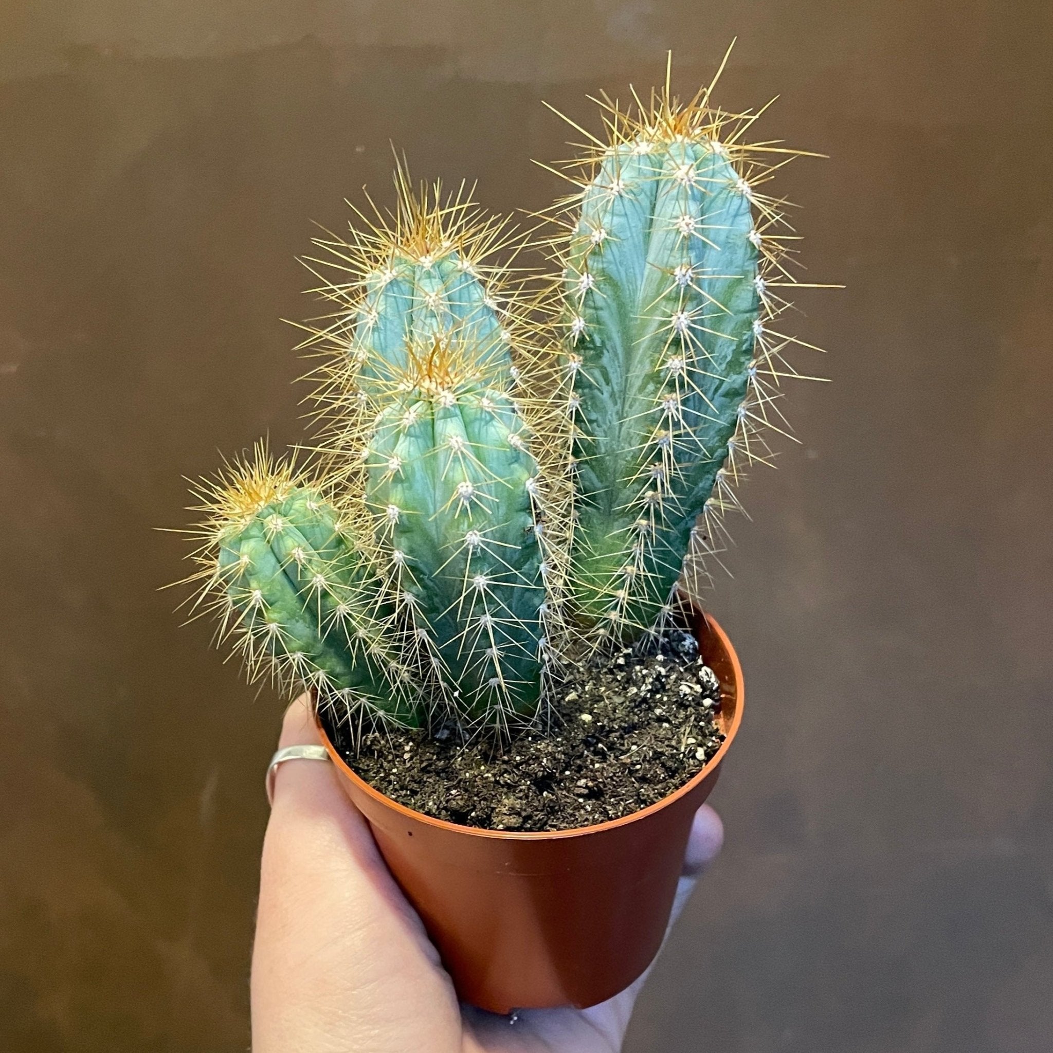Pilosocereus azulensis - grow urban. UK