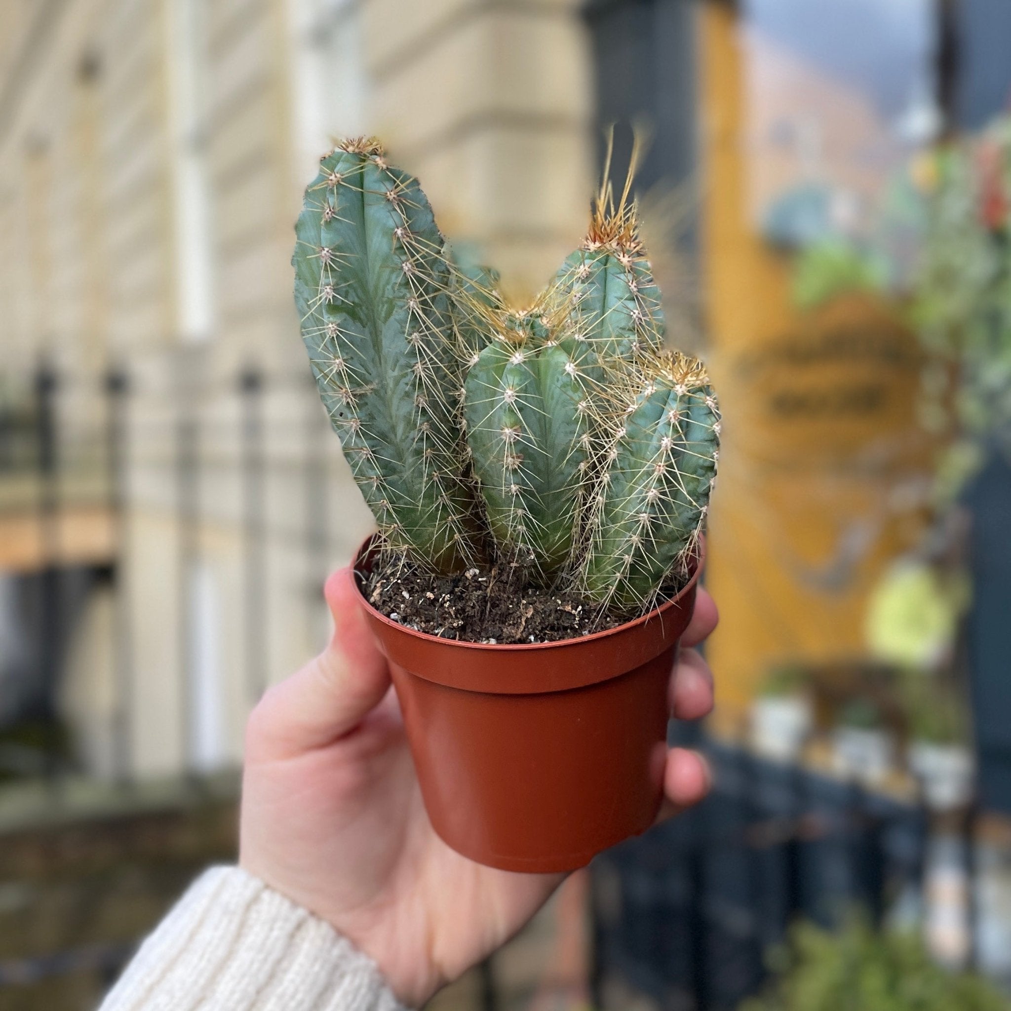 Pilosocereus azulensis - grow urban. UK