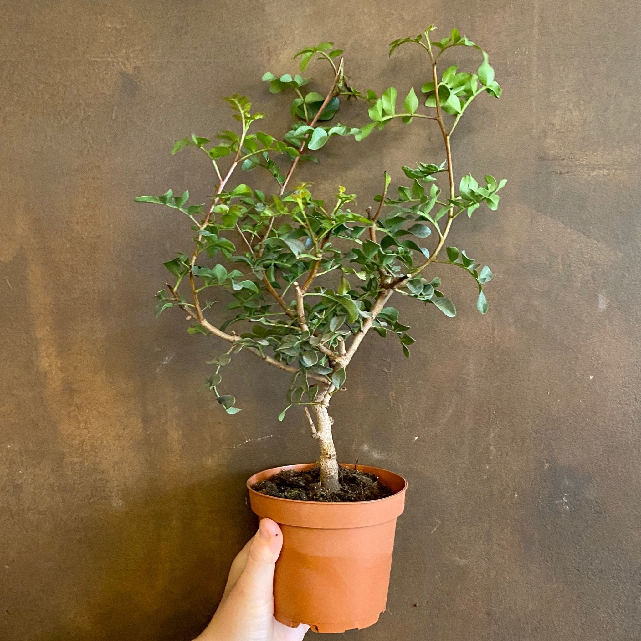 Pistacia lentiscus 'Yoga Tree' - grow urban. UK