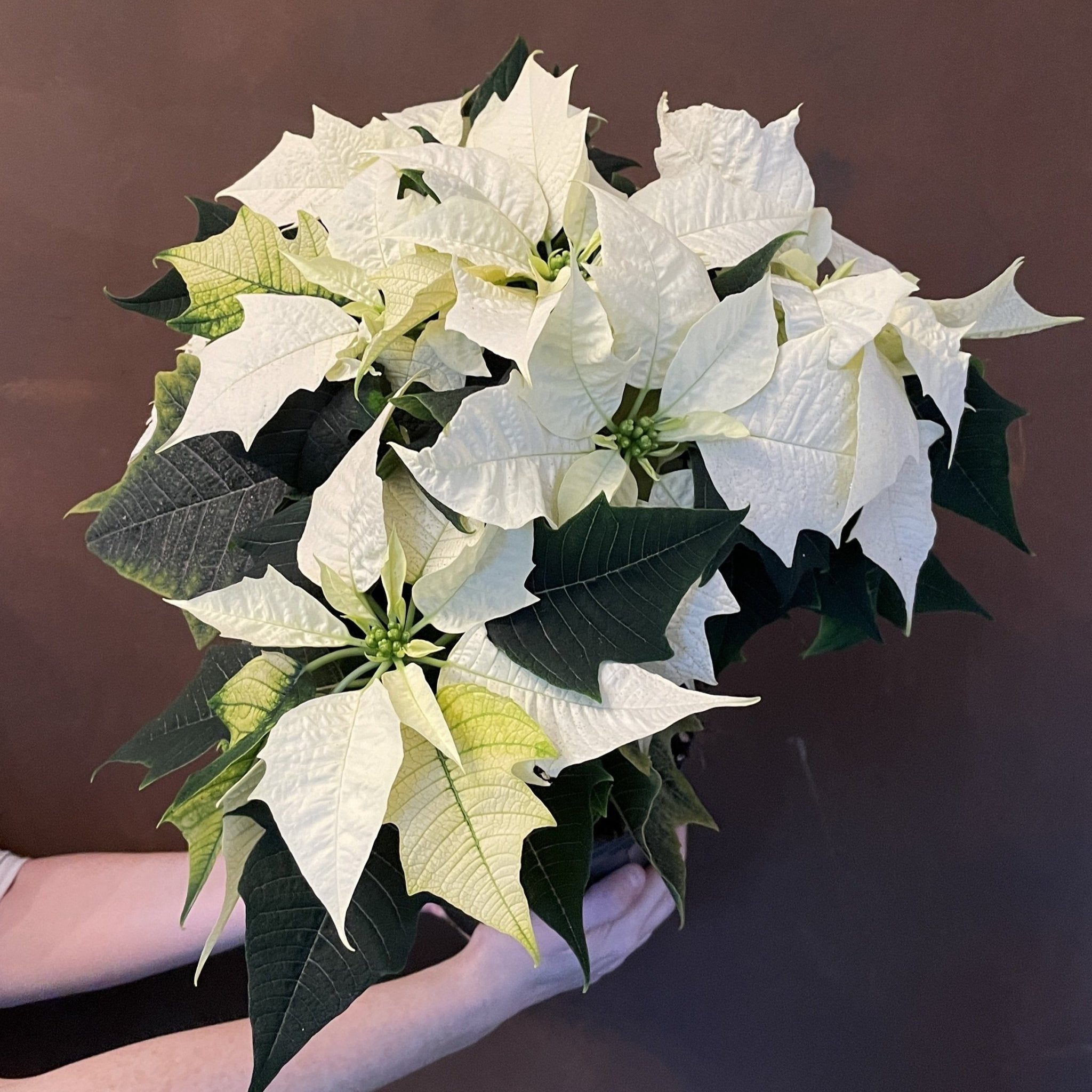 Poinsettia ‘Alaska White’ (19cm pot) - grow urban. UK