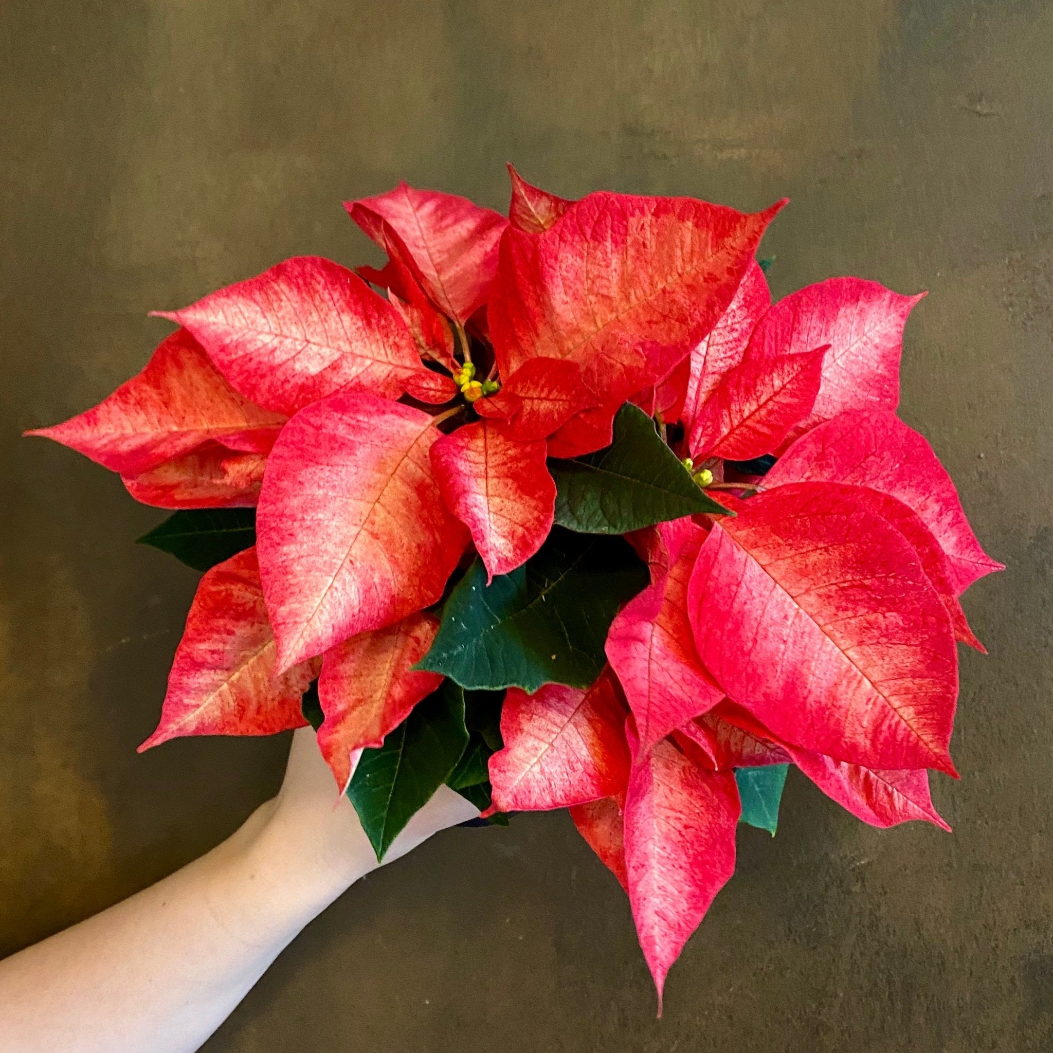 Poinsettia ‘Ice Crystal’ (10.5cm pot) - grow urban. UK