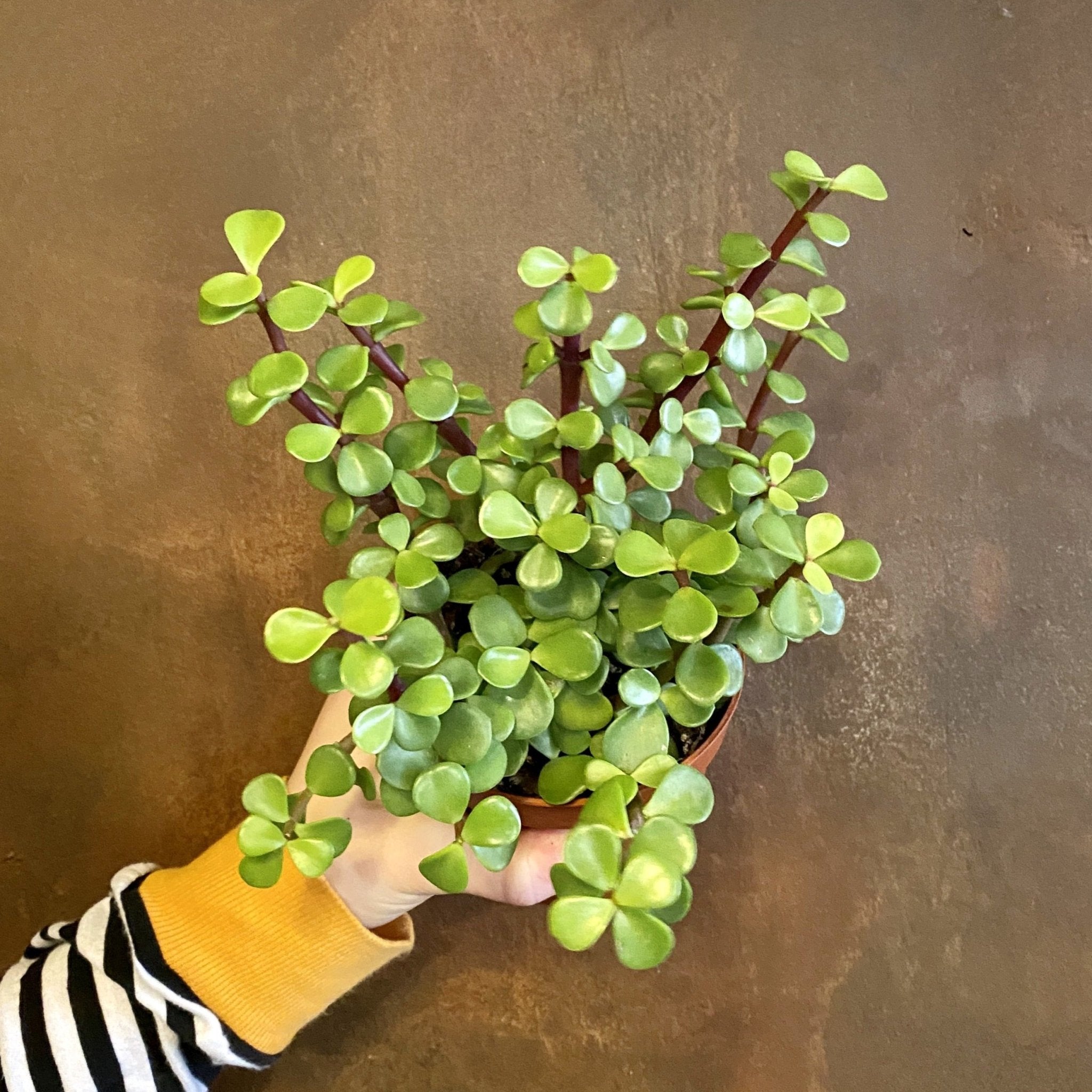 Portulacaria afra - grow urban. UK