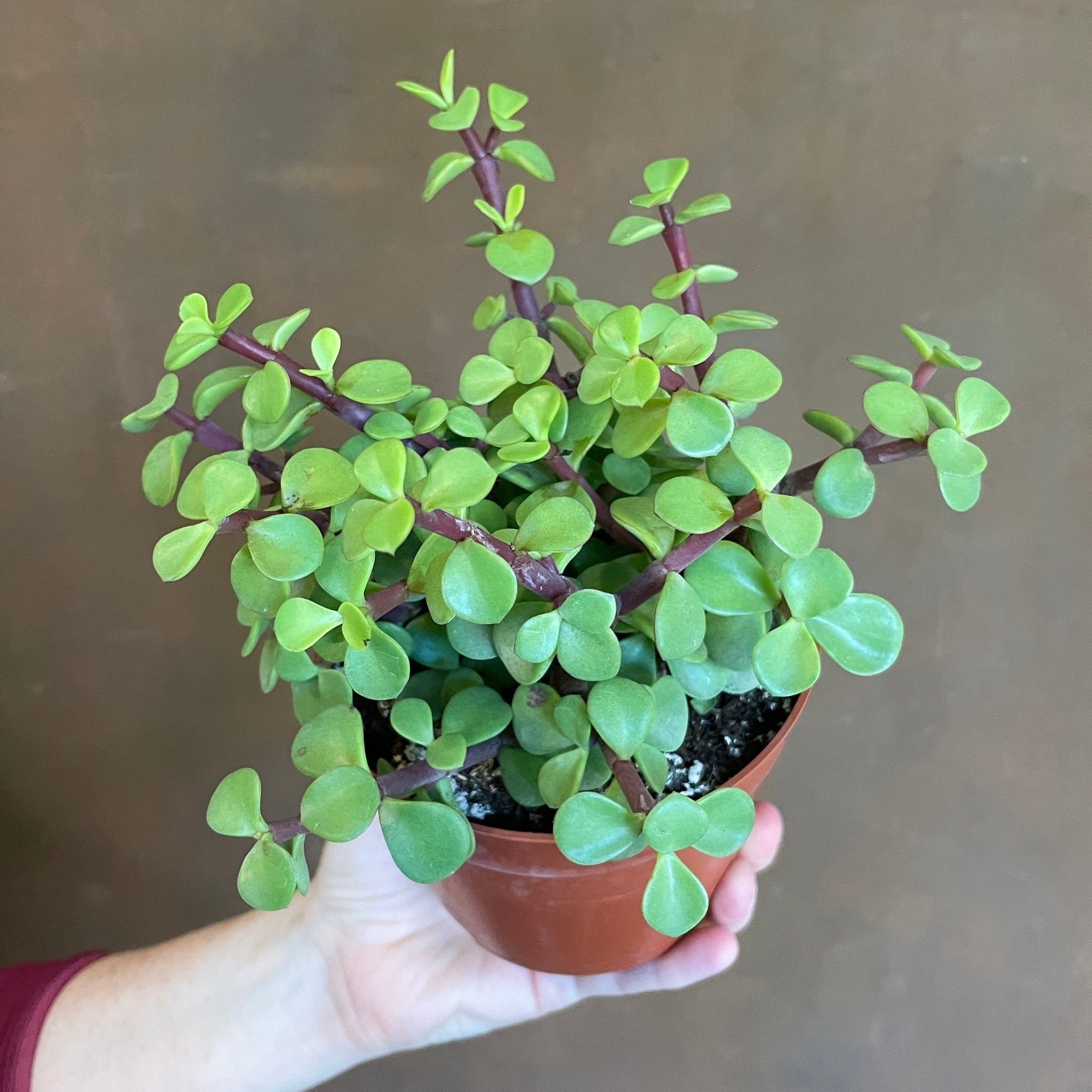 Portulacaria afra (12cm pot) - grow urban. UK